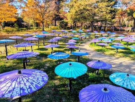 皆んなが撮った今年の紅葉🍁が見たい