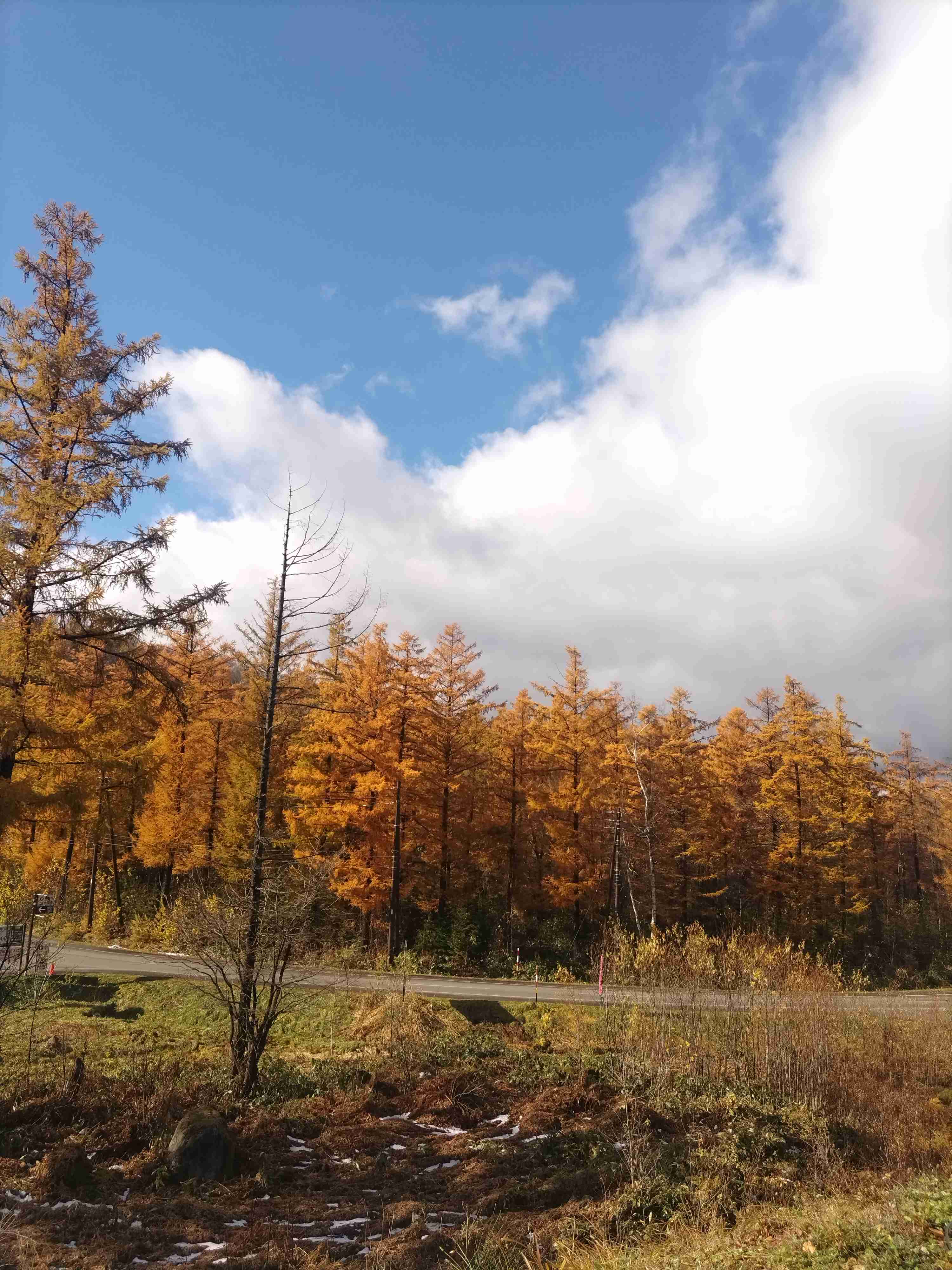 皆んなが撮った今年の紅葉🍁が見たい
