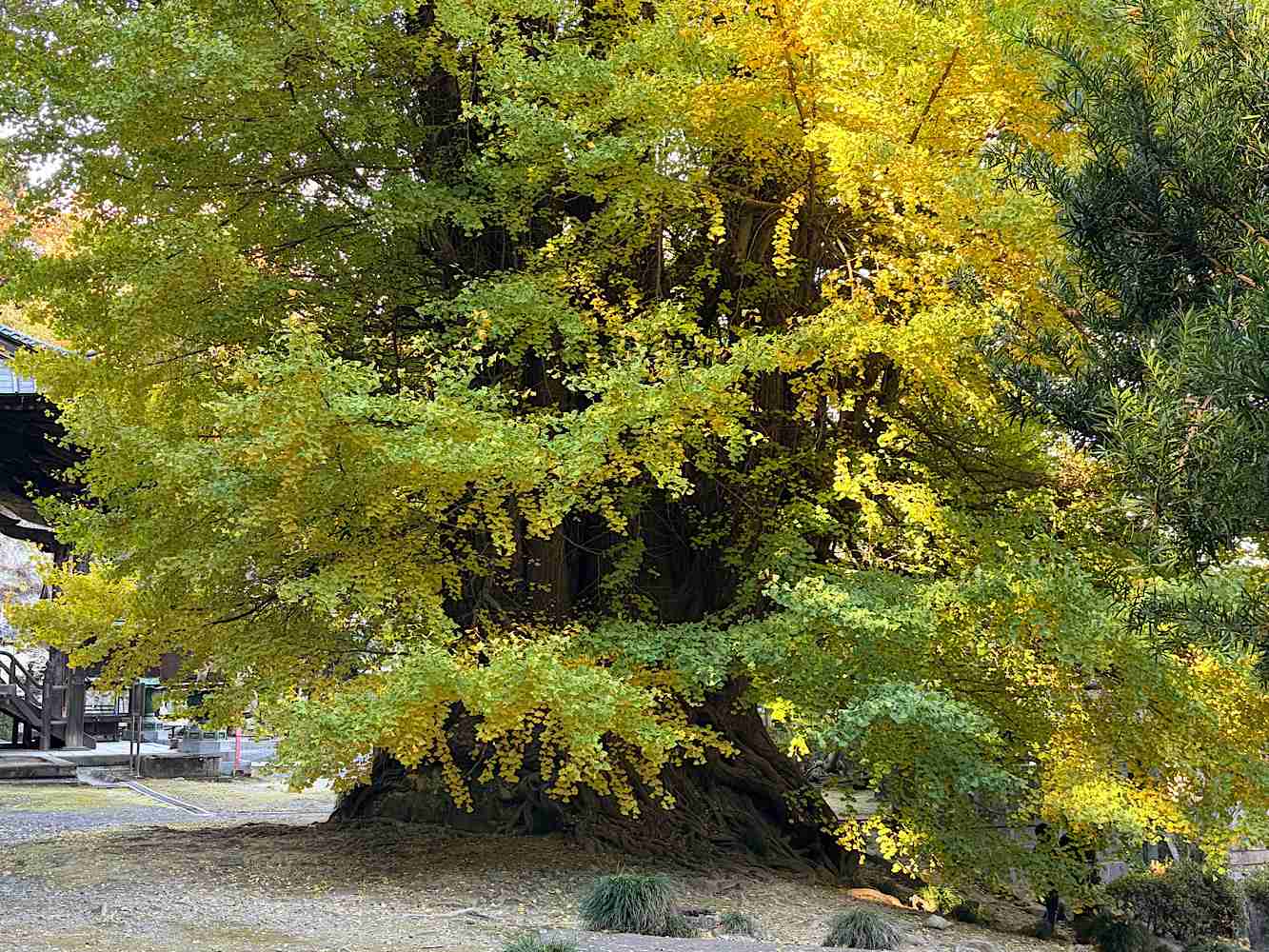 皆んなが撮った今年の紅葉🍁が見たい