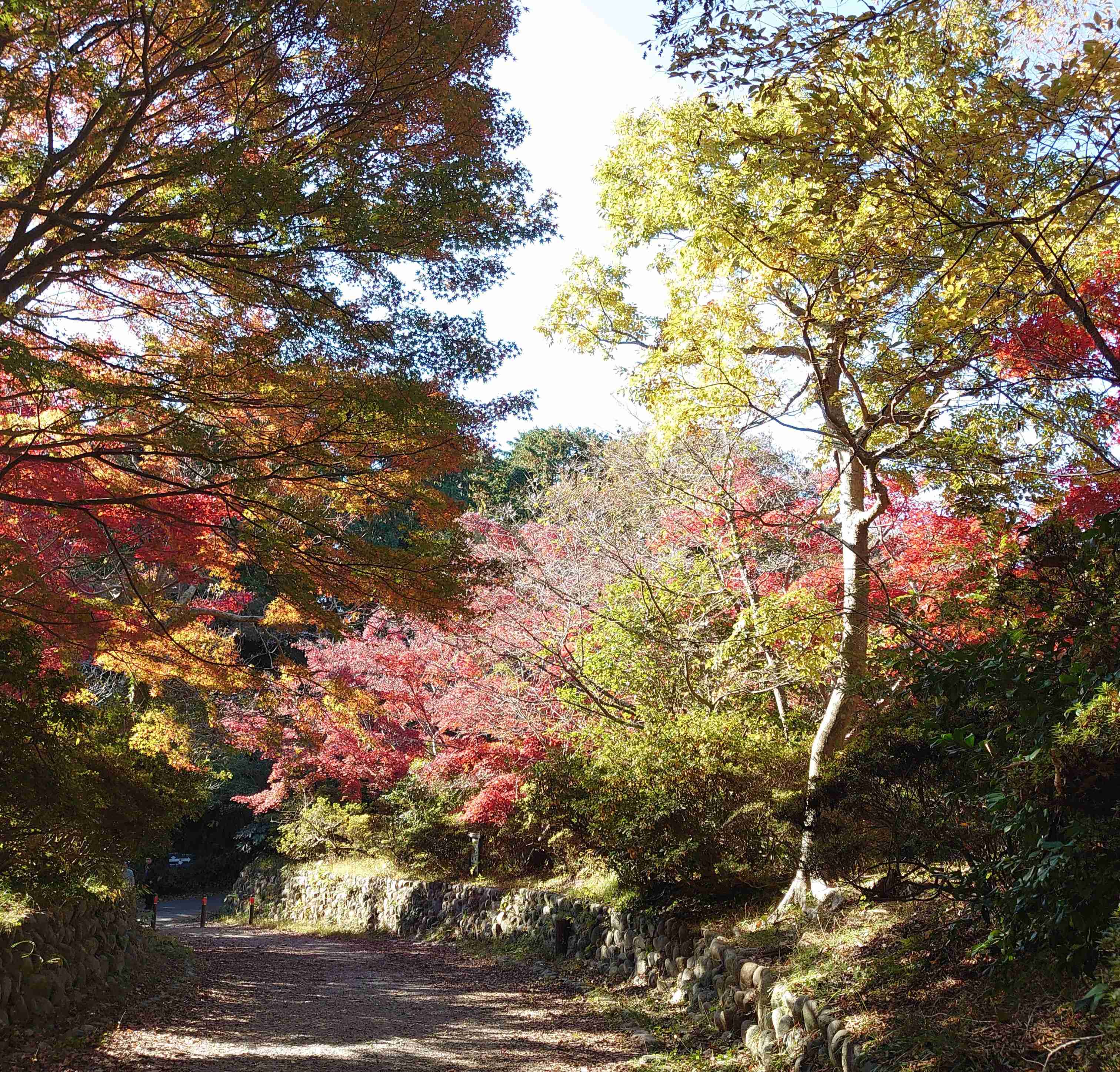 皆んなが撮った今年の紅葉🍁が見たい