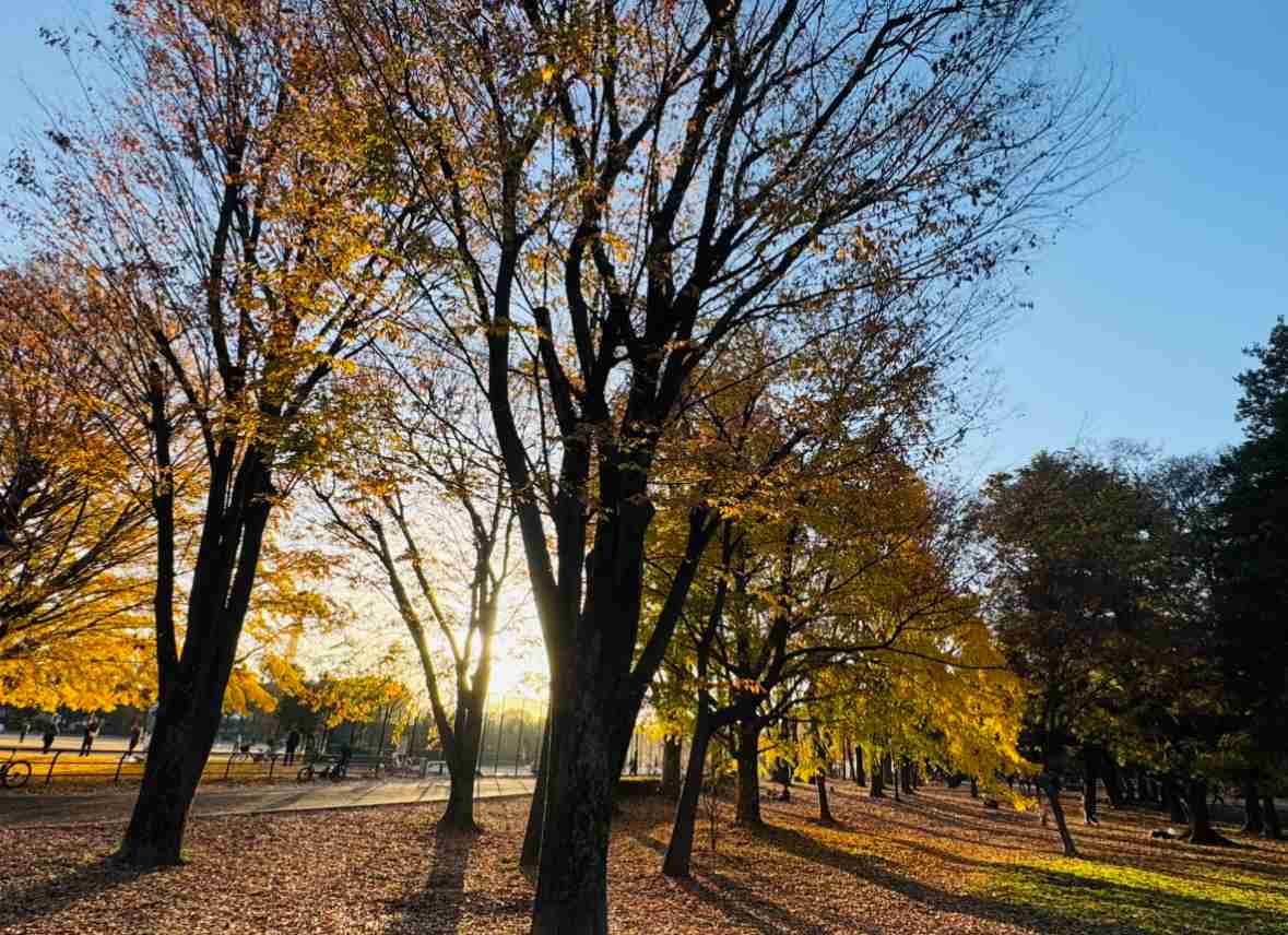 皆んなが撮った今年の紅葉🍁が見たい