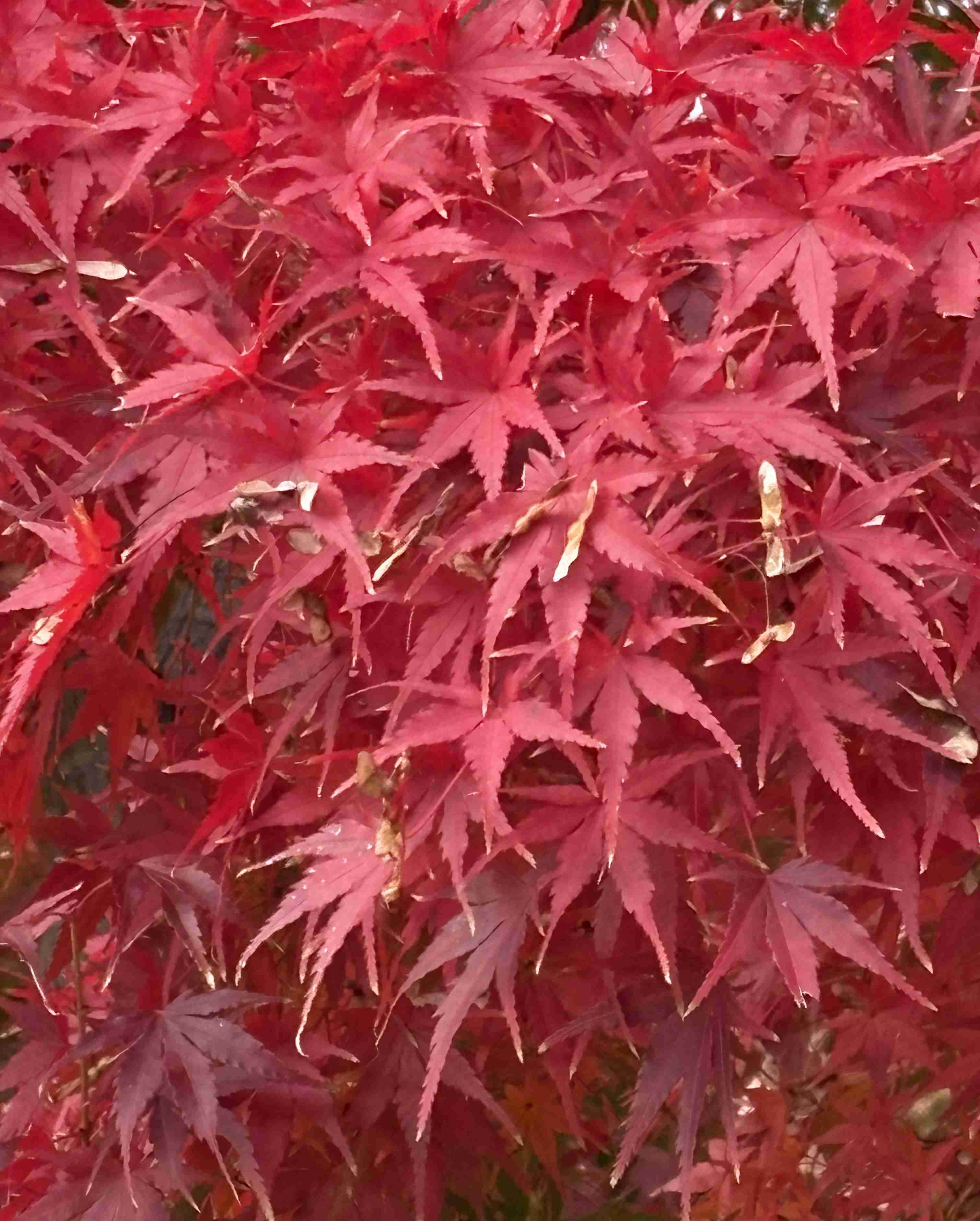 皆んなが撮った今年の紅葉🍁が見たい