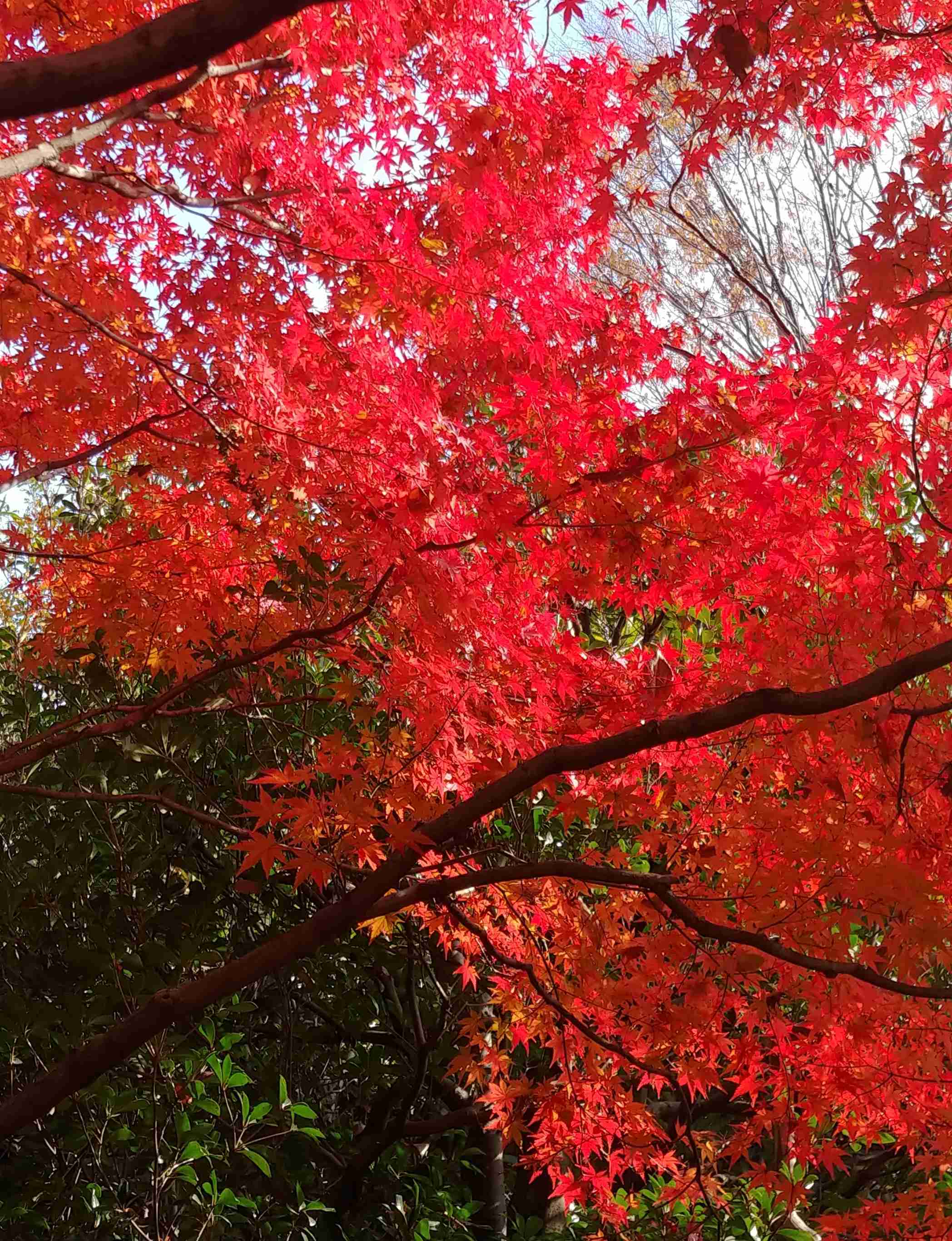 皆んなが撮った今年の紅葉🍁が見たい