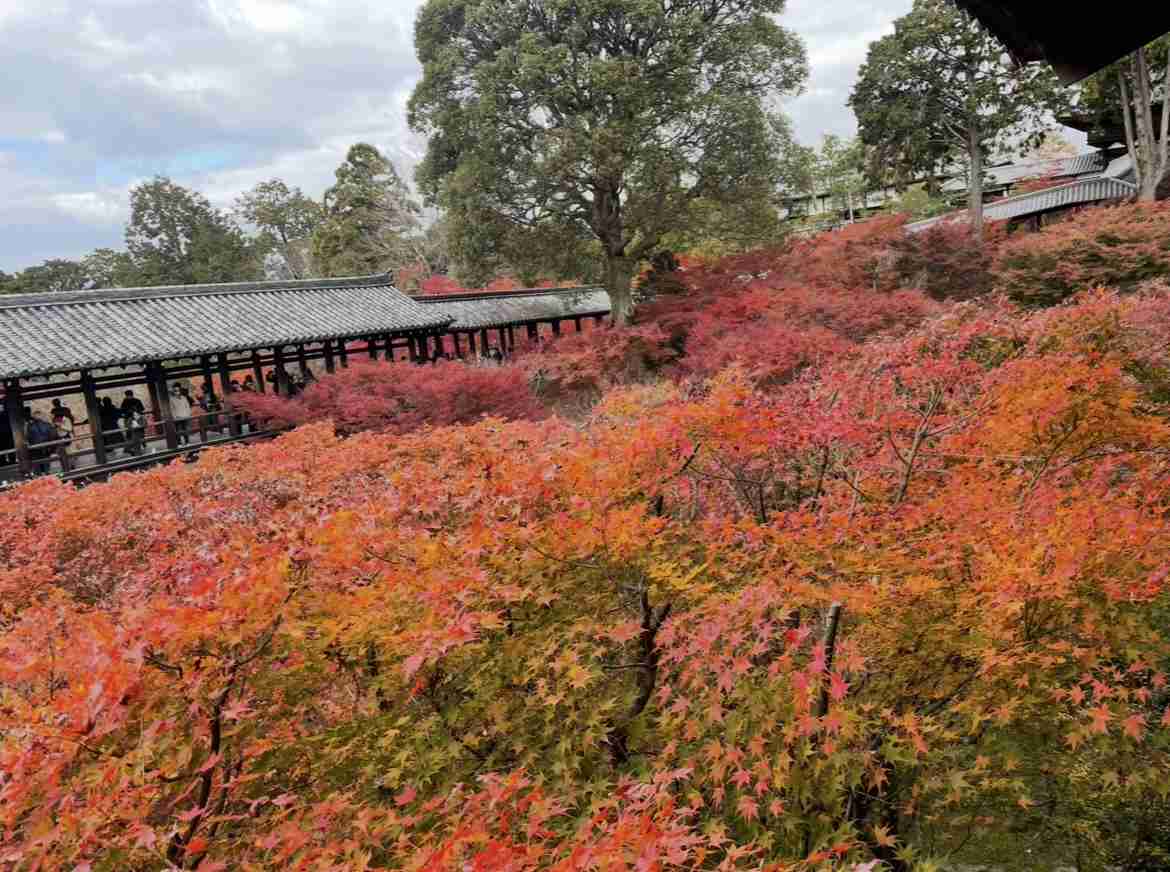 皆んなが撮った今年の紅葉🍁が見たい
