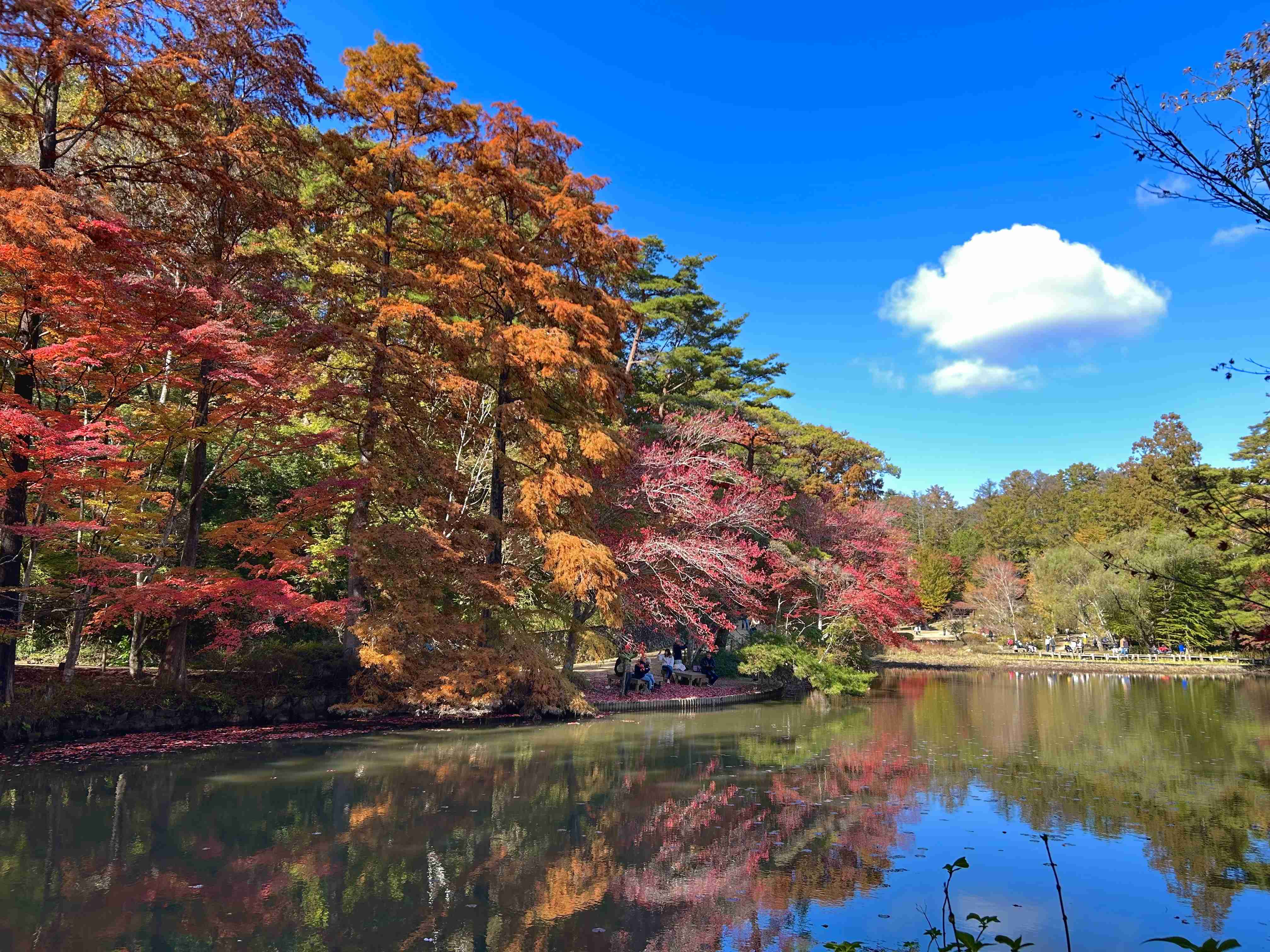 皆んなが撮った今年の紅葉🍁が見たい