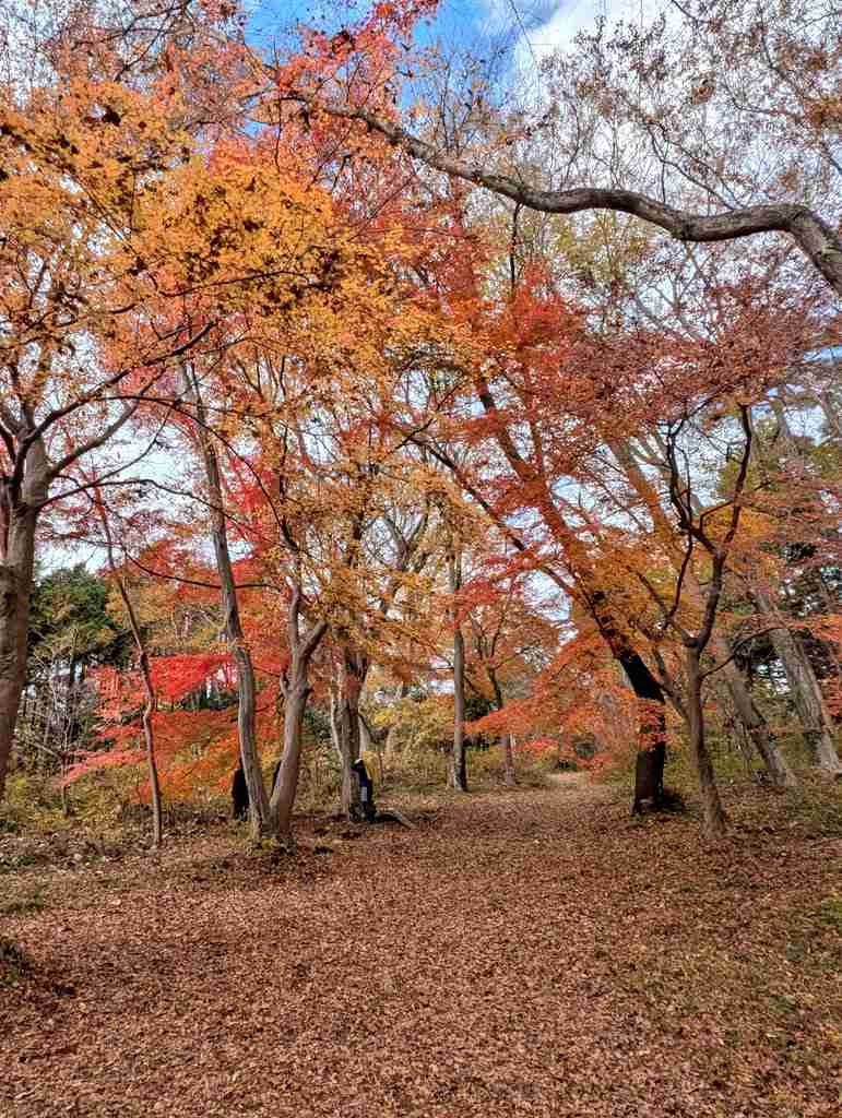 皆んなが撮った今年の紅葉🍁が見たい