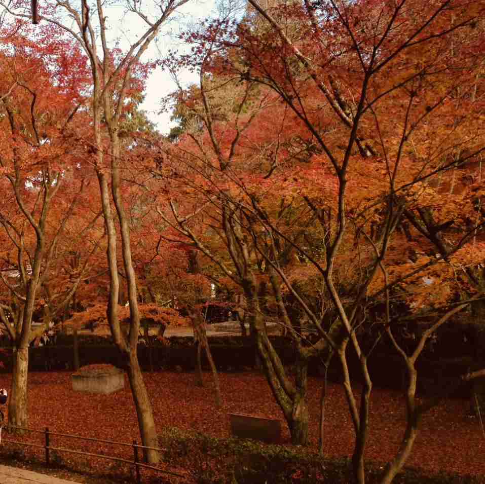 皆んなが撮った今年の紅葉🍁が見たい