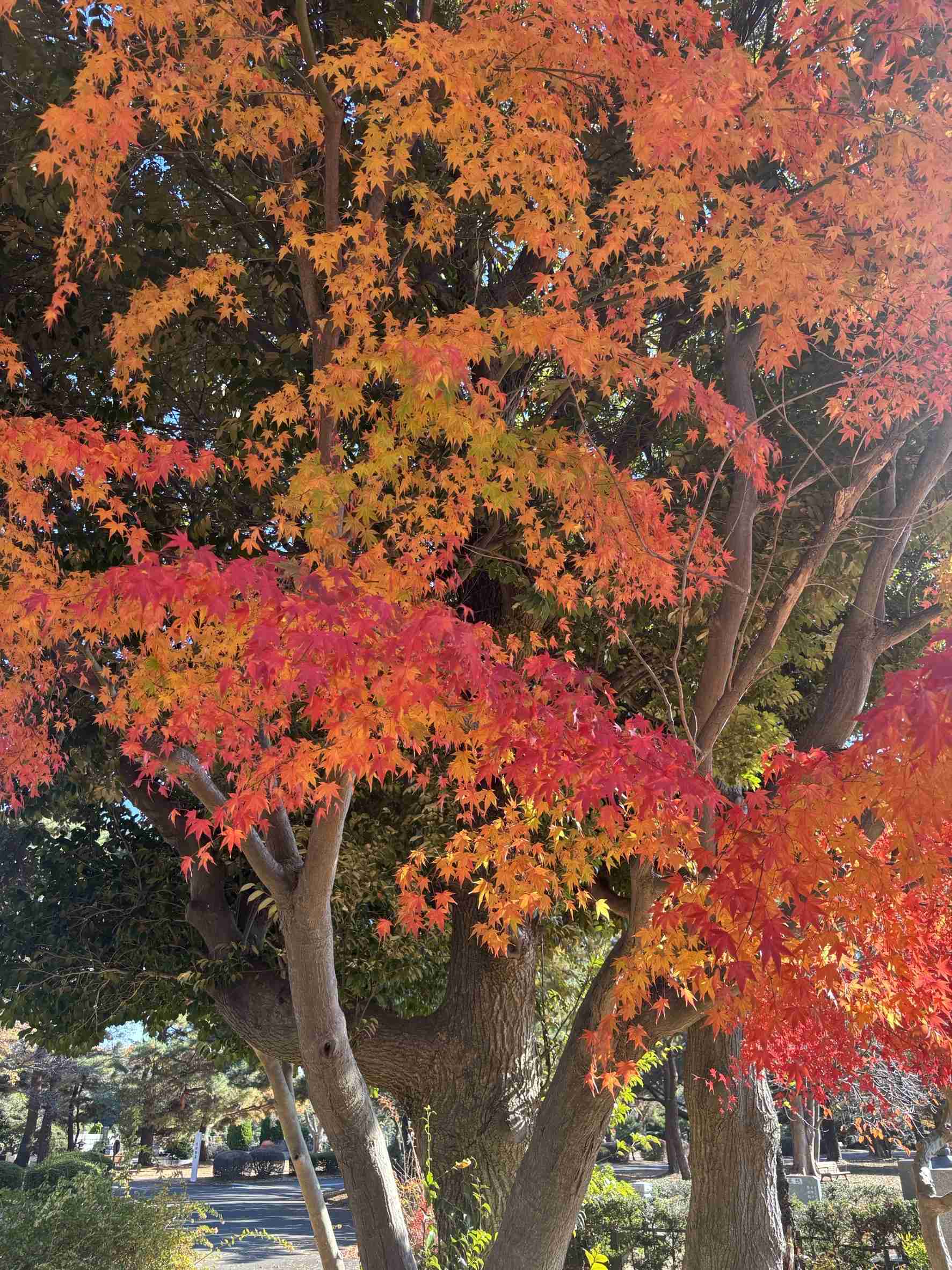 皆んなが撮った今年の紅葉🍁が見たい
