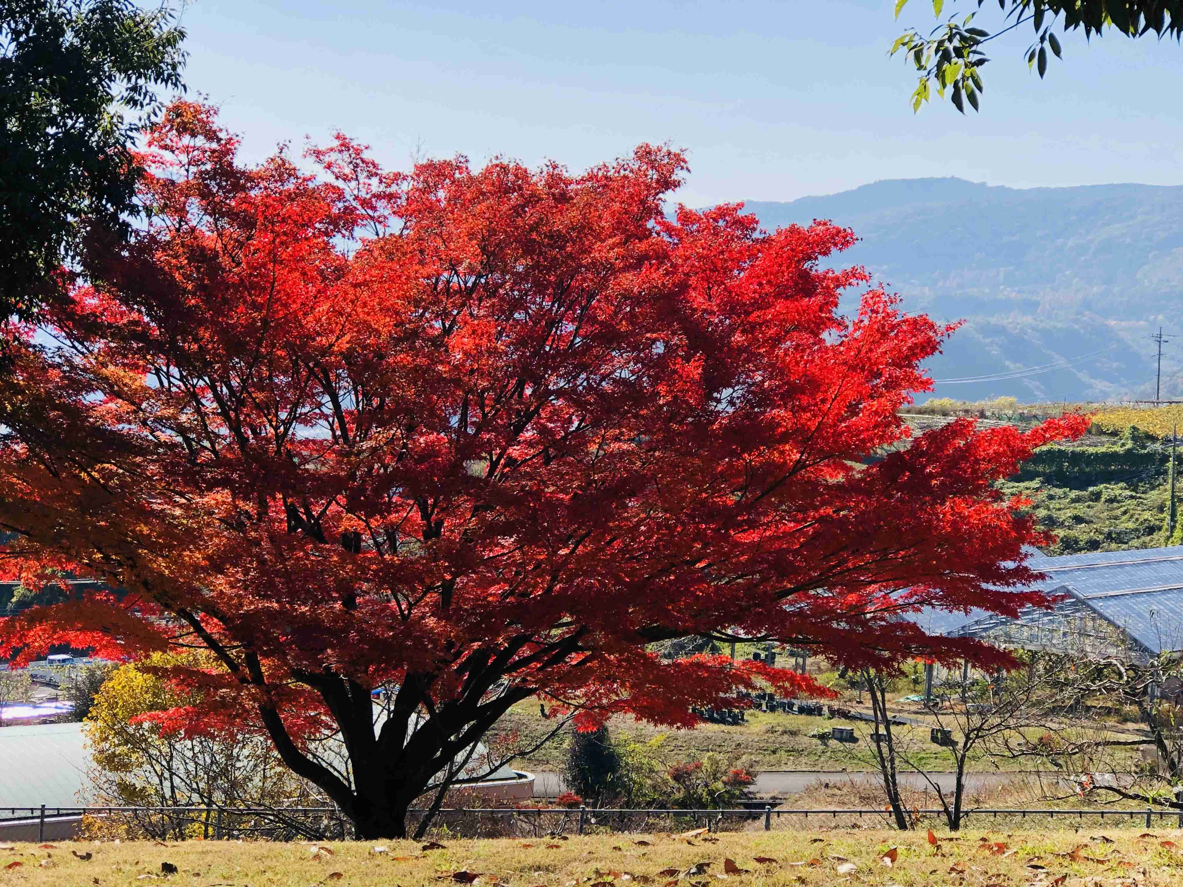 皆んなが撮った今年の紅葉🍁が見たい