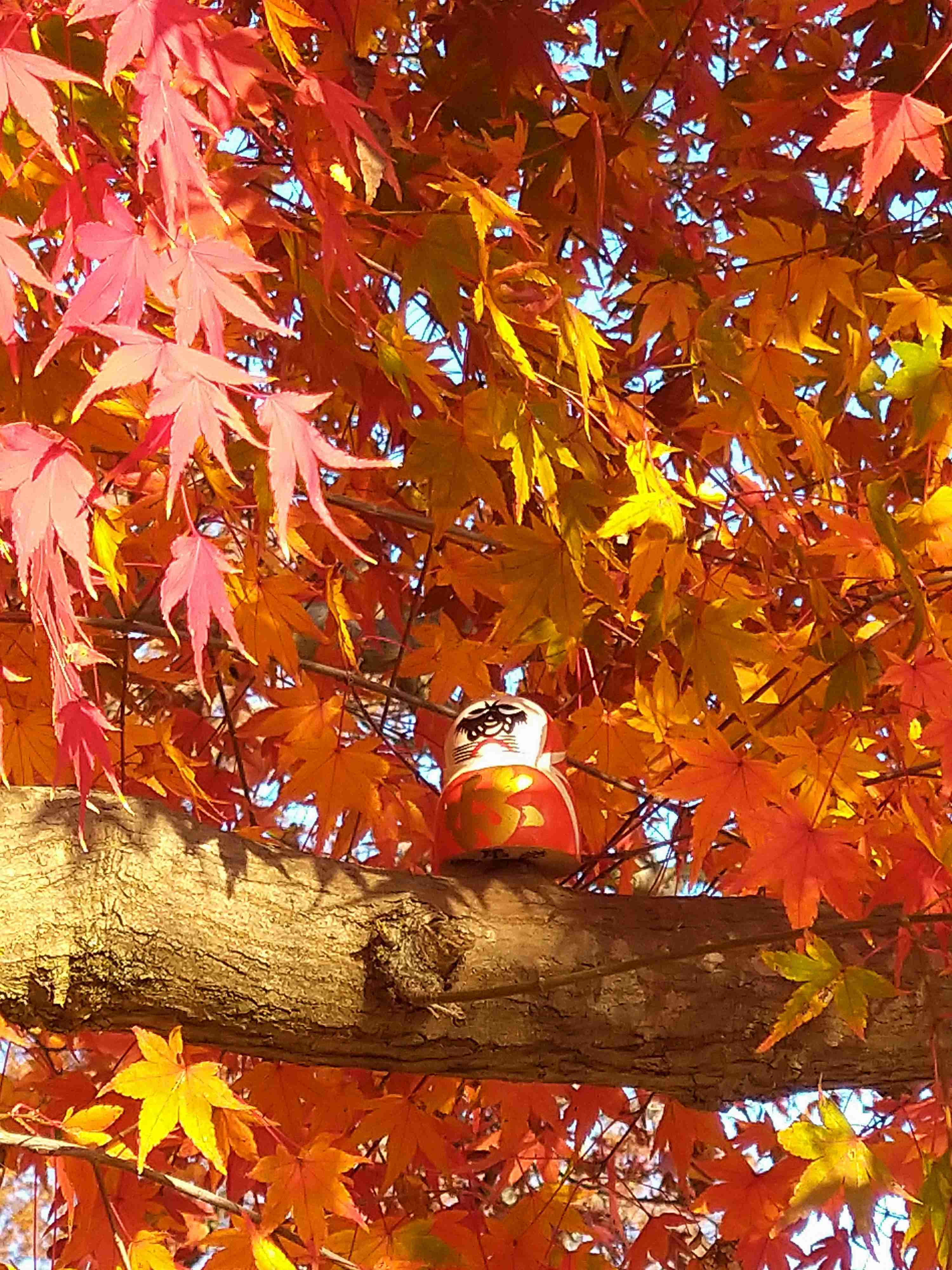 皆んなが撮った今年の紅葉🍁が見たい