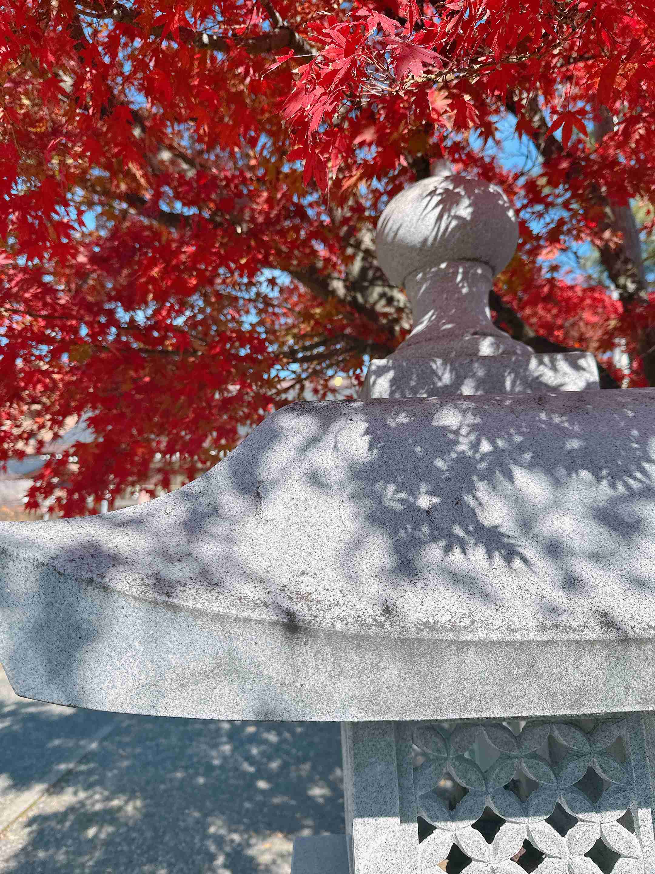 皆んなが撮った今年の紅葉🍁が見たい