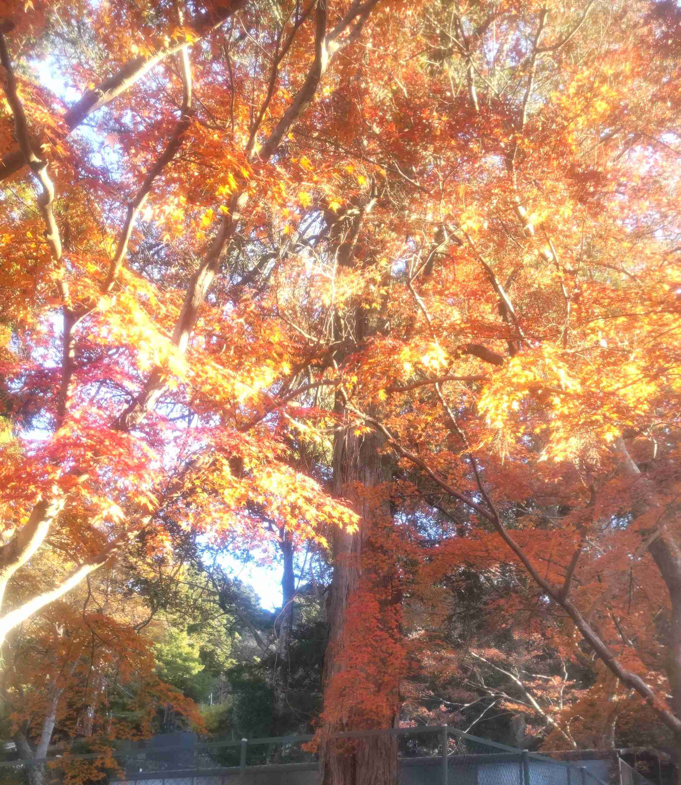 皆んなが撮った今年の紅葉🍁が見たい
