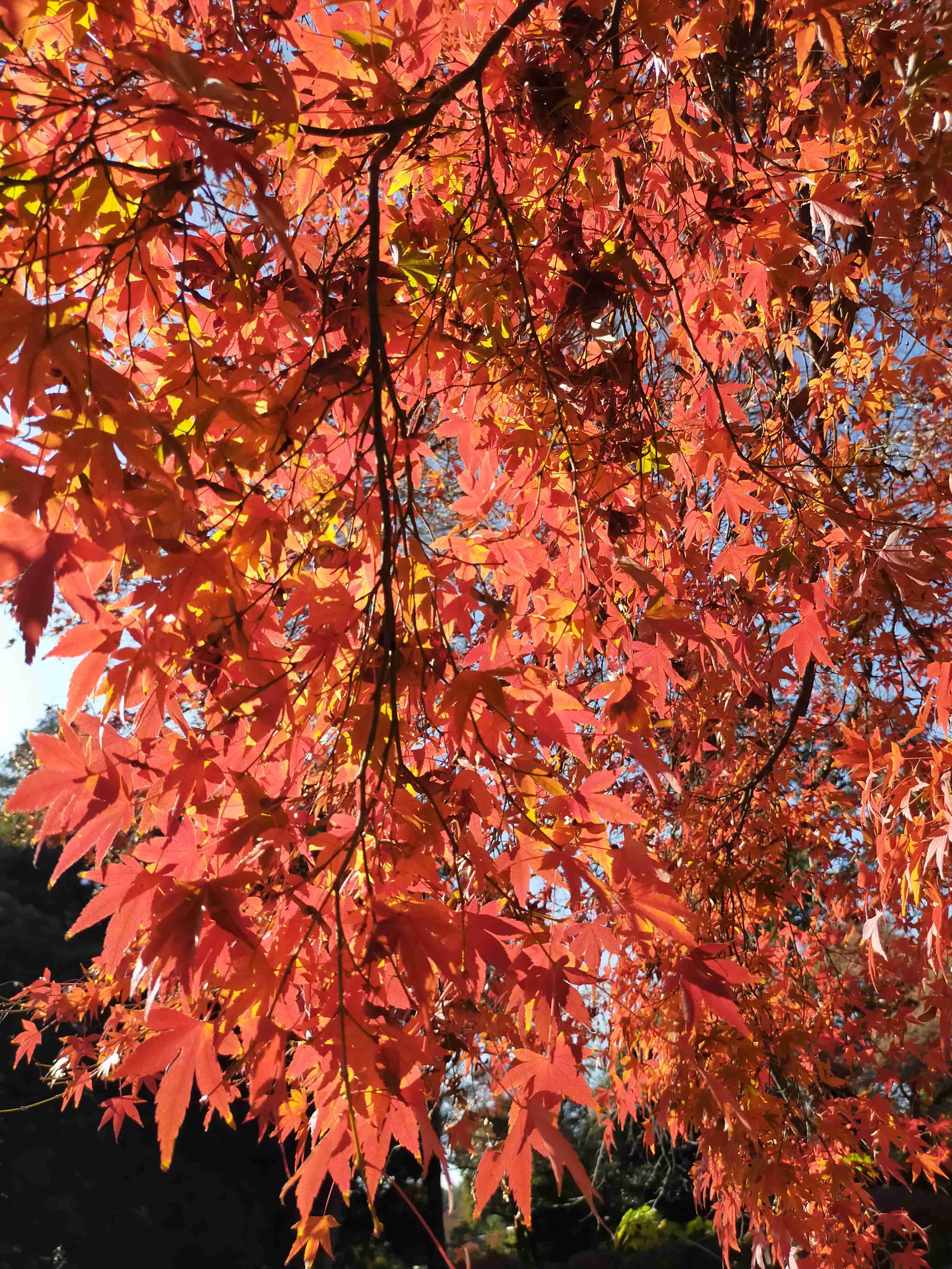 皆んなが撮った今年の紅葉🍁が見たい