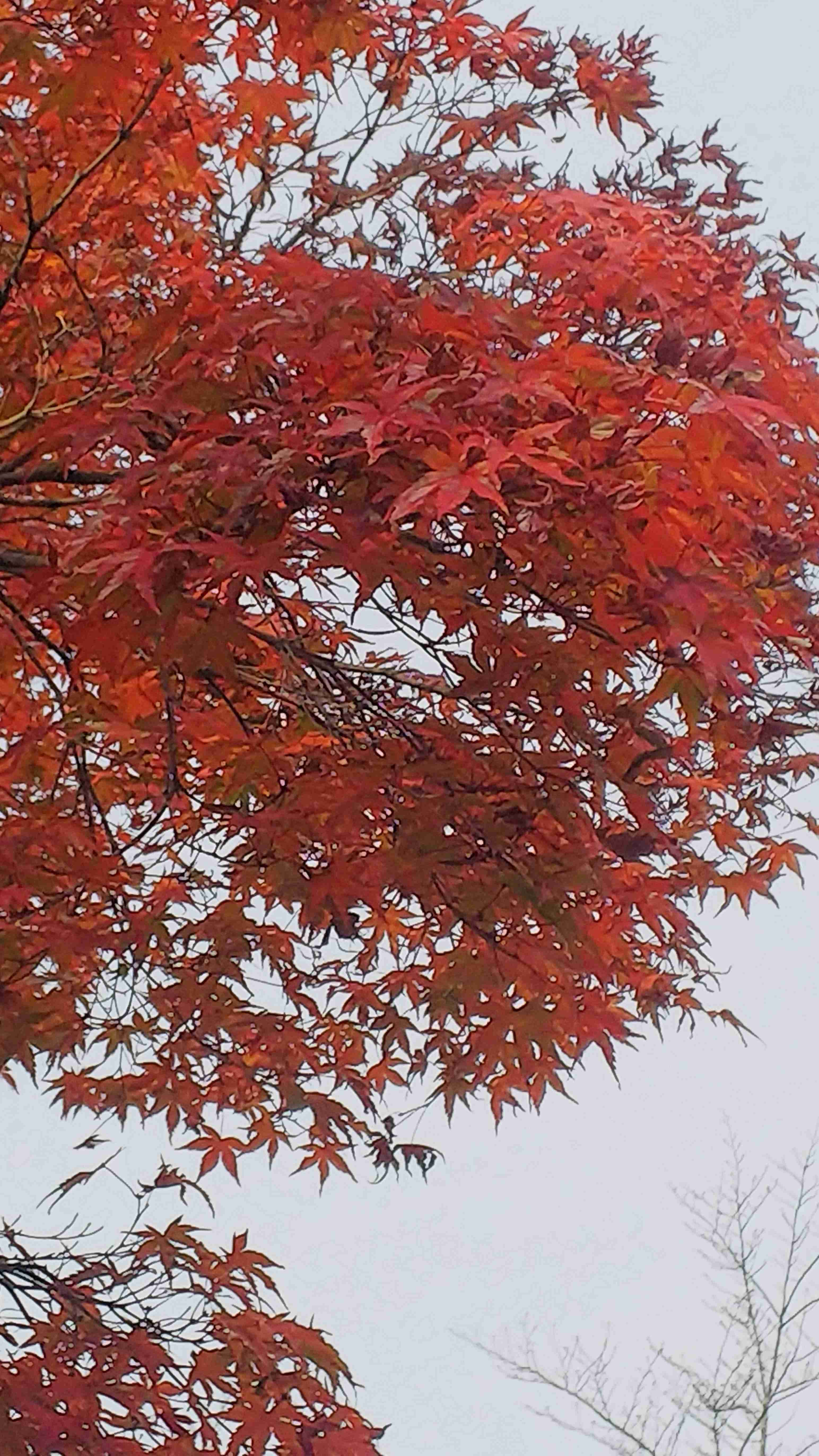 皆んなが撮った今年の紅葉🍁が見たい