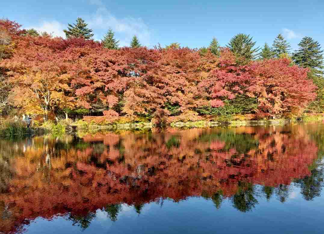 皆んなが撮った今年の紅葉🍁が見たい