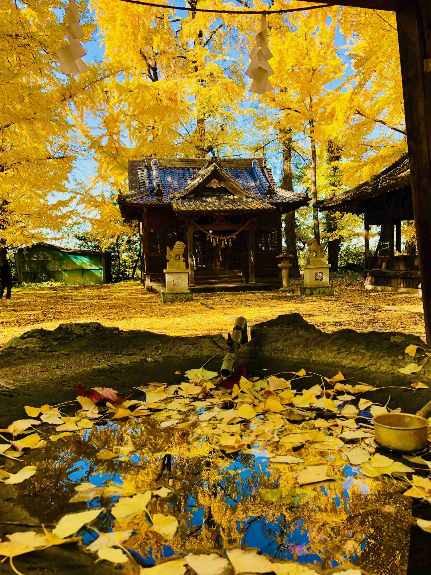 皆んなが撮った今年の紅葉🍁が見たい