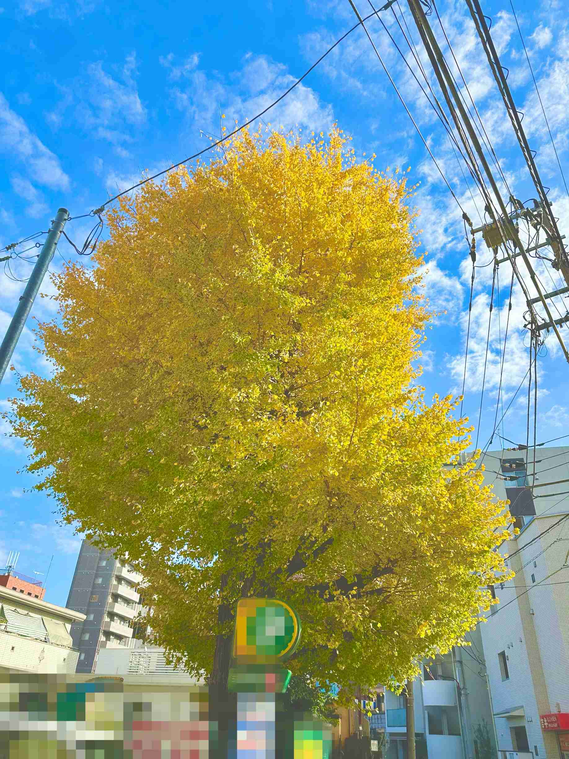 皆んなが撮った今年の紅葉🍁が見たい