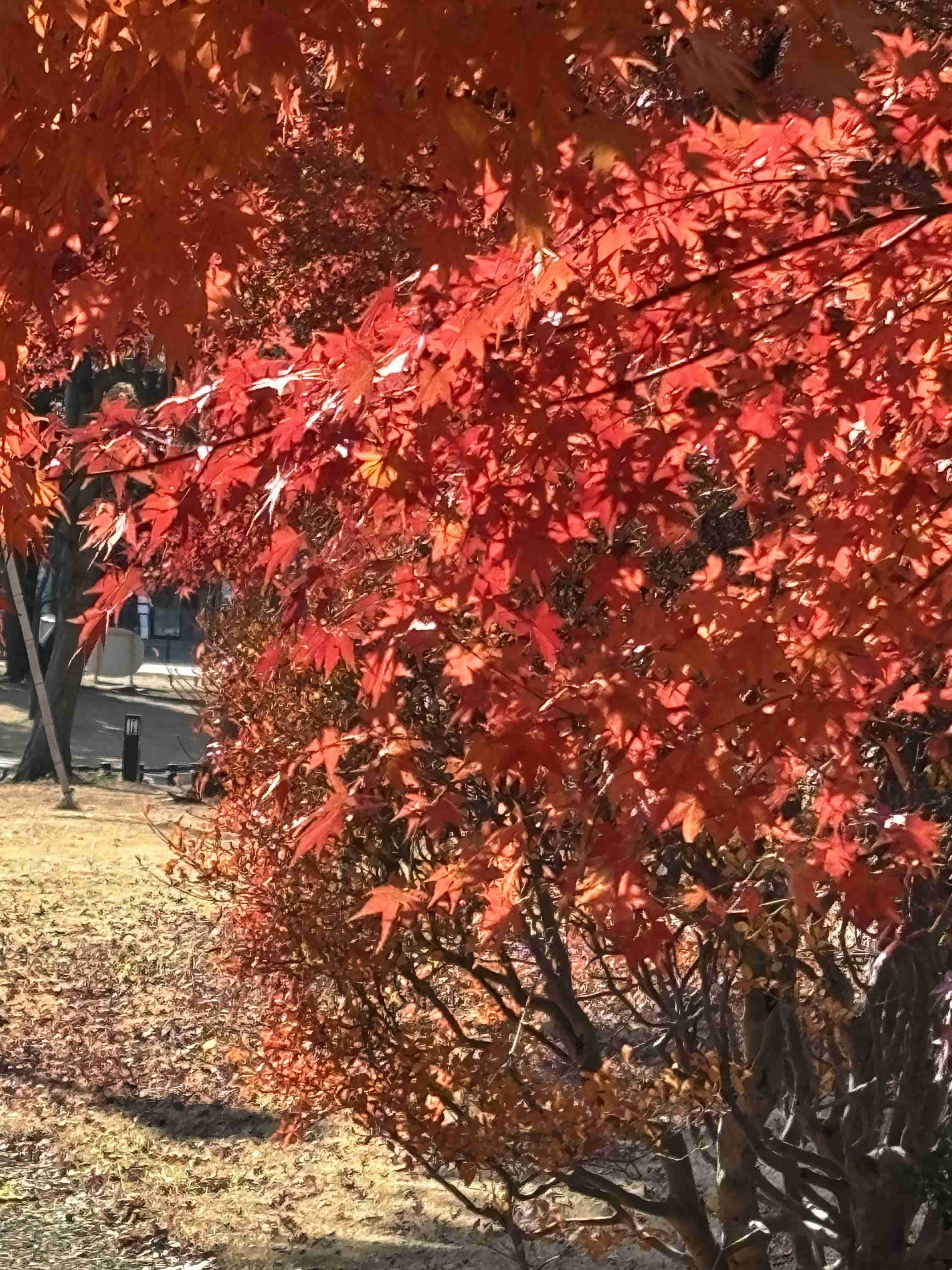 目の前の光景を張っていくトピ
