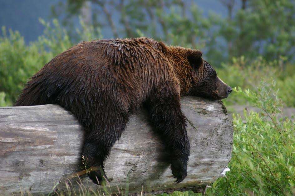 CFDAがニューヨークファッションウィークにおける毛皮の使用禁止を発表　2026年9月開催から