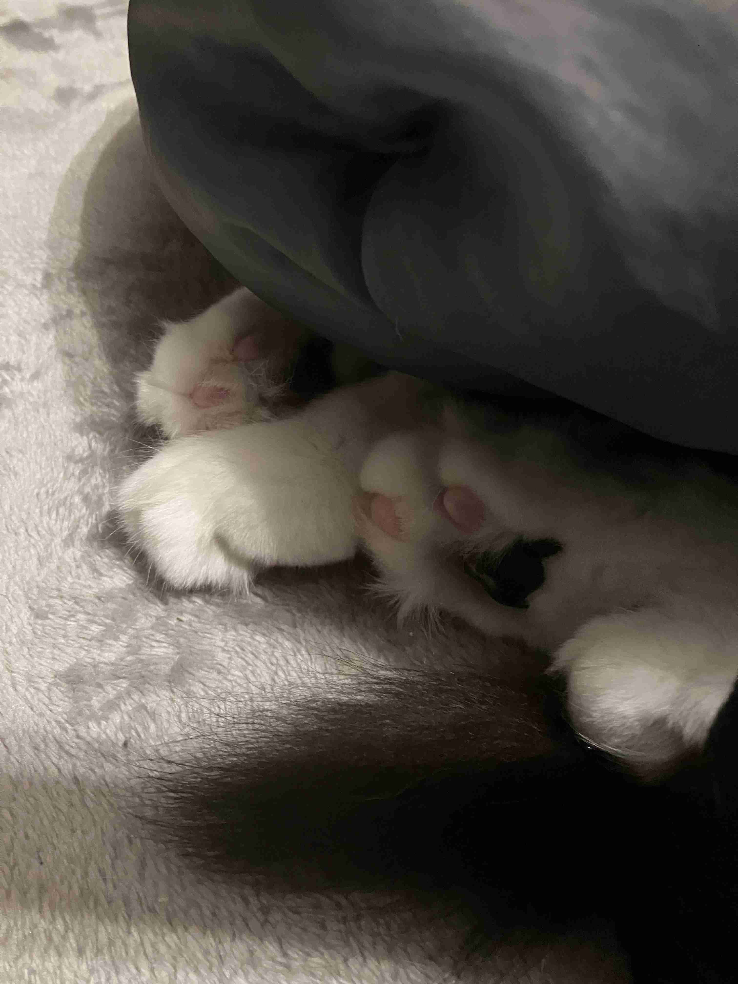 皆んなのブランケット見たい〜