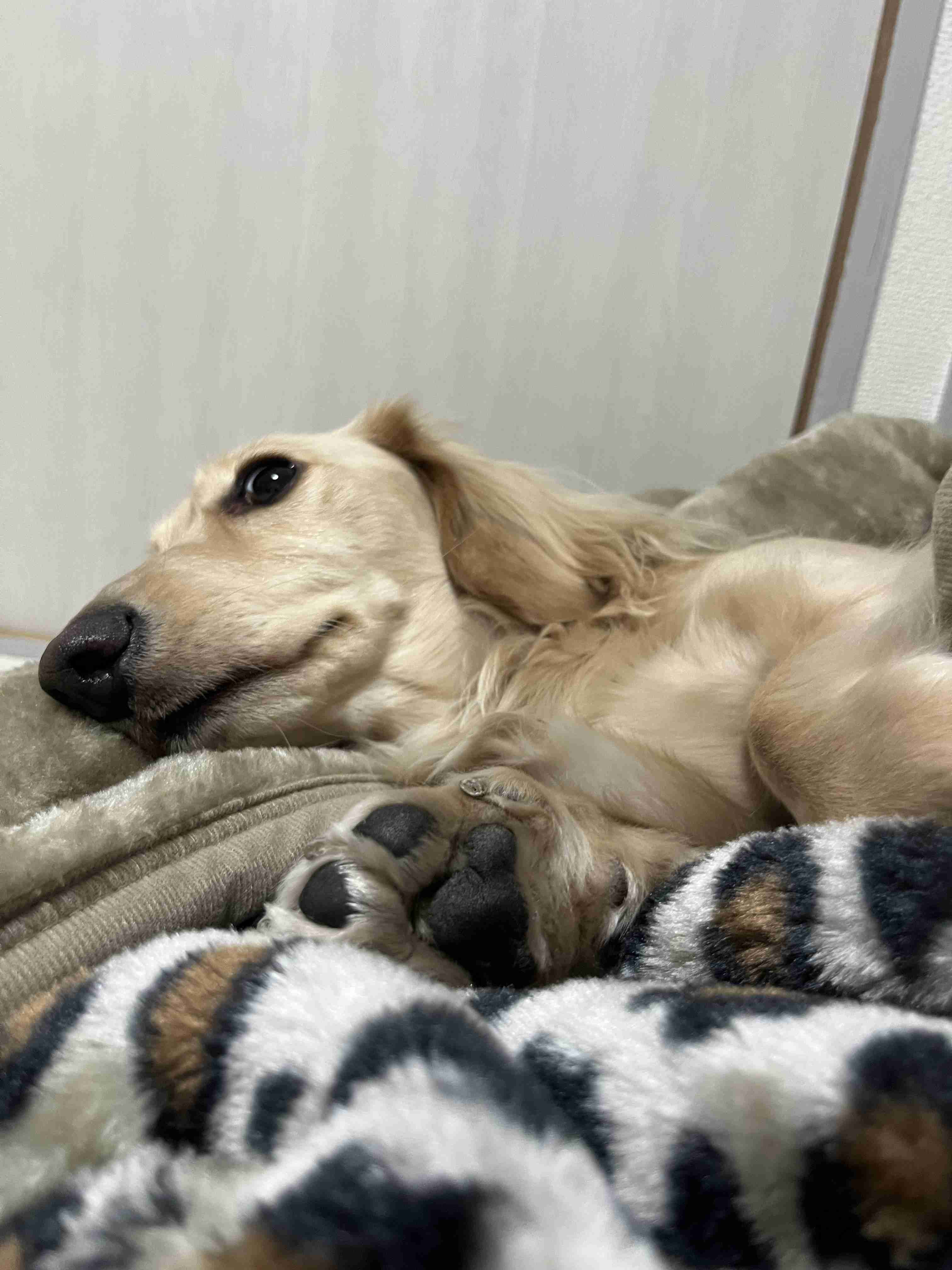 皆んなのブランケット見たい〜