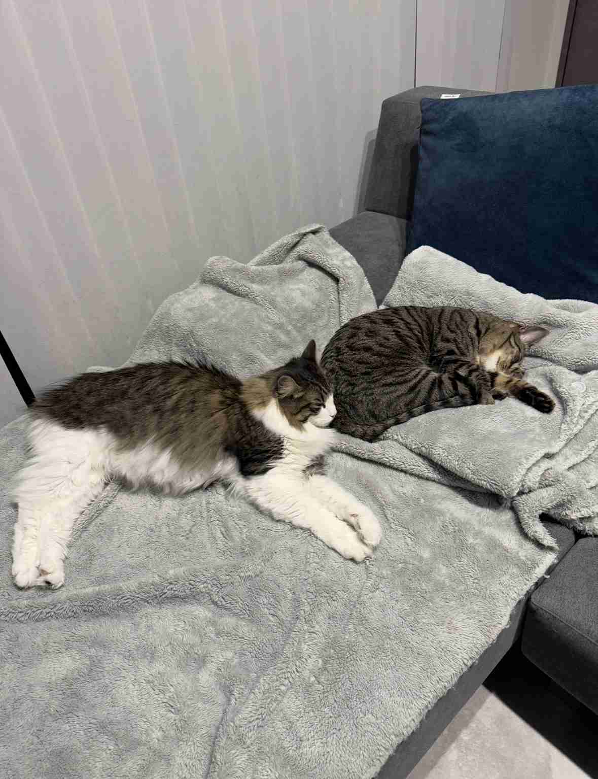 皆んなのブランケット見たい〜