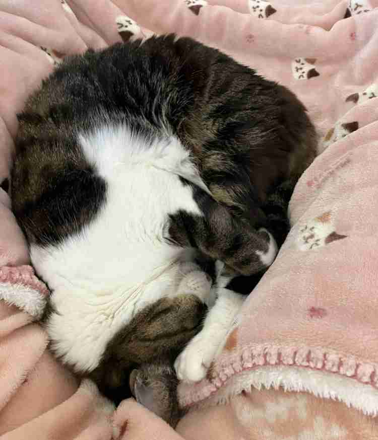 皆んなのブランケット見たい〜