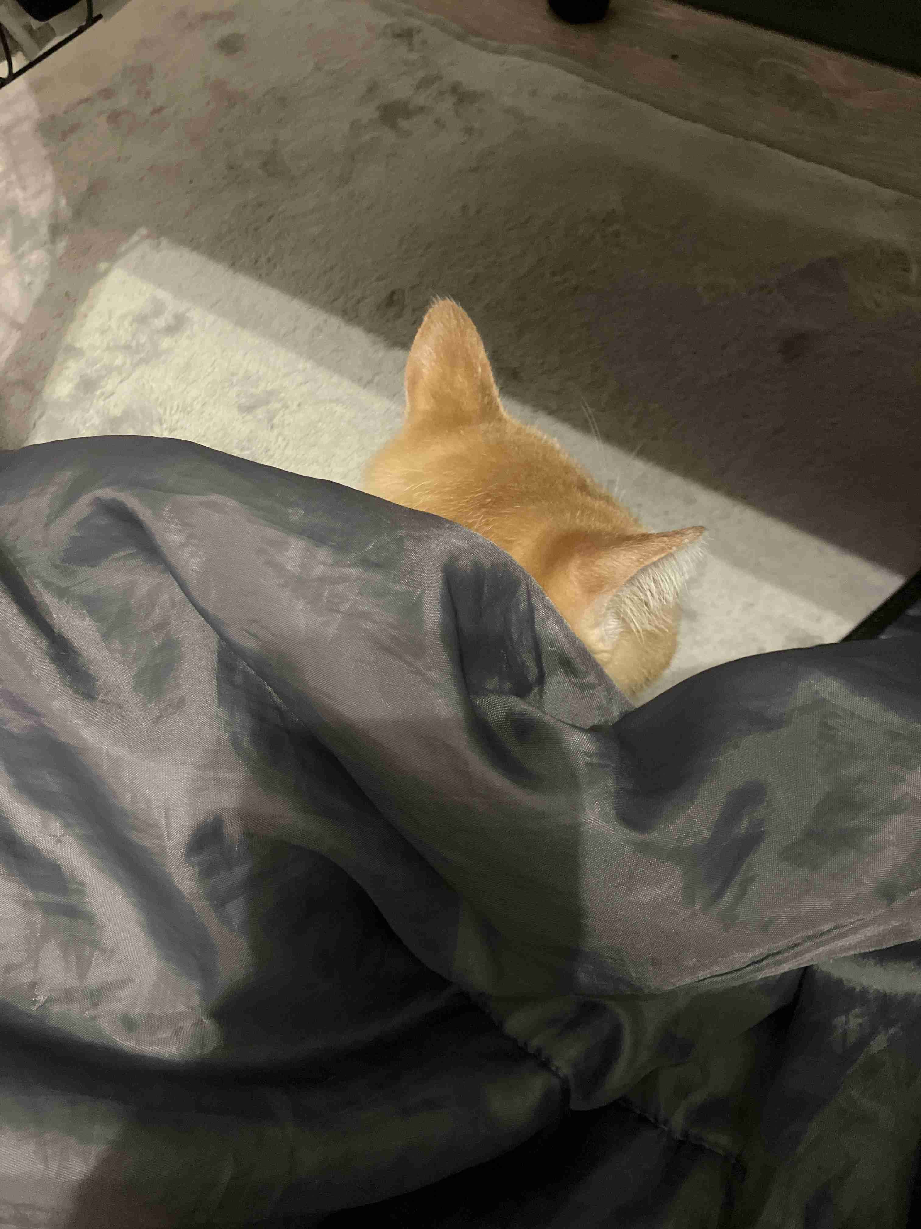 皆んなのブランケット見たい〜