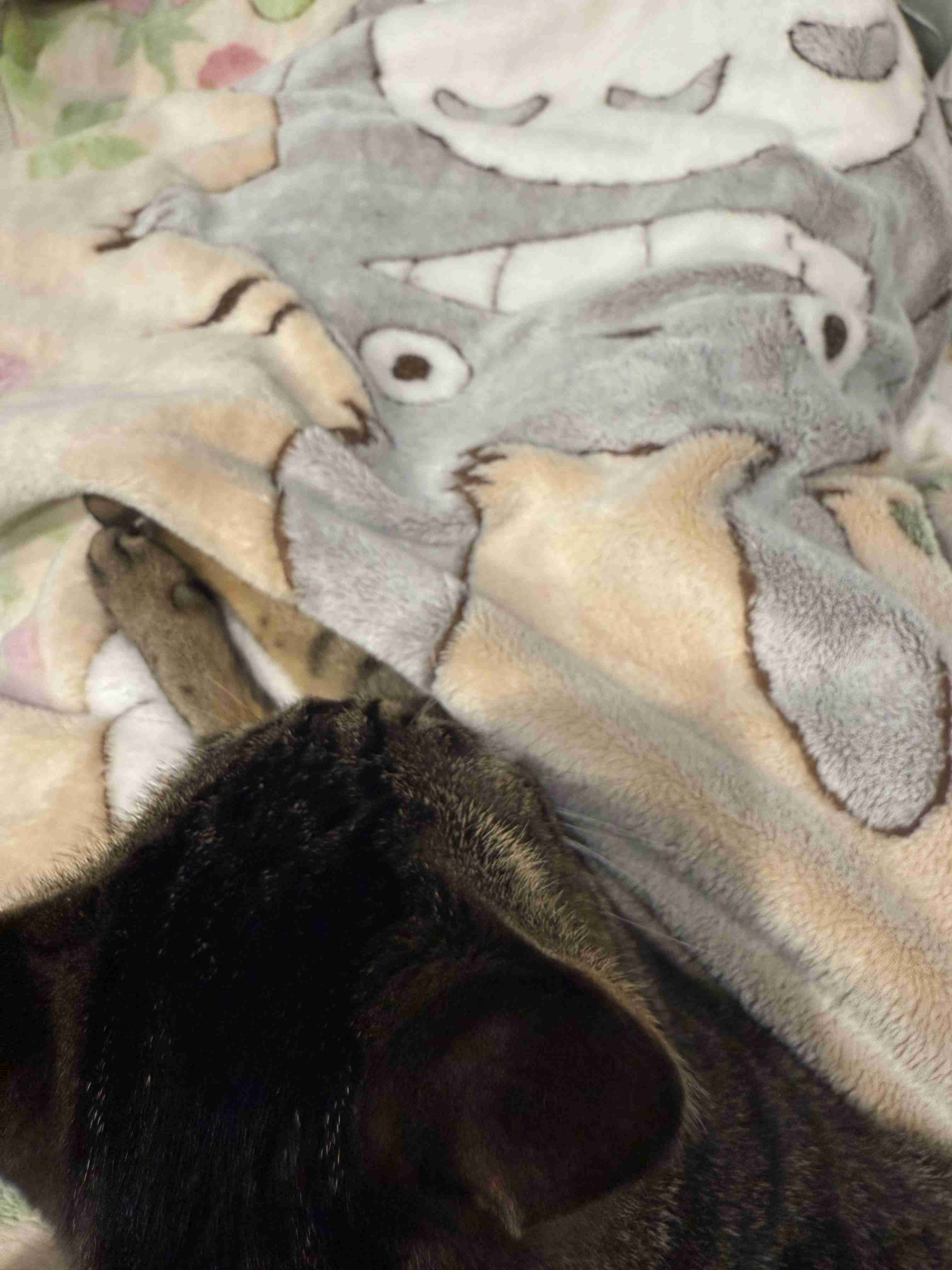 皆んなのブランケット見たい〜