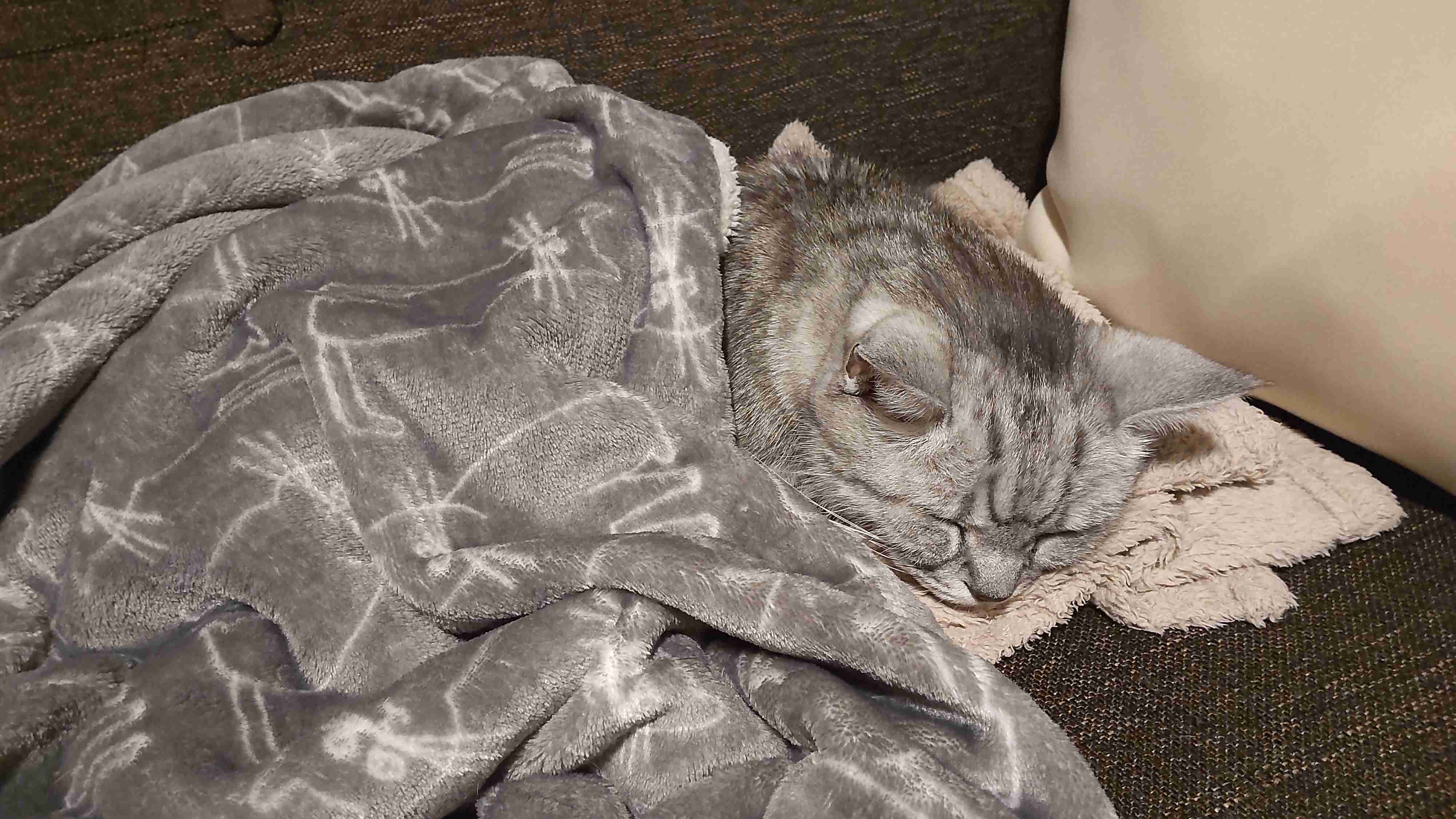 皆んなのブランケット見たい〜