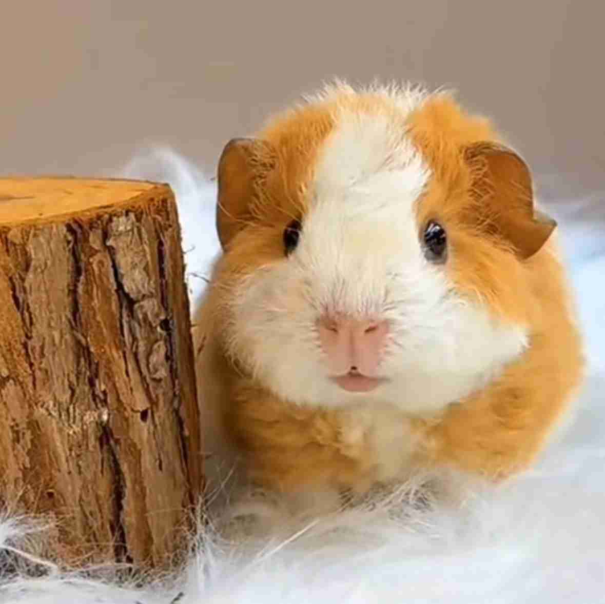 動物が人間に変身したら