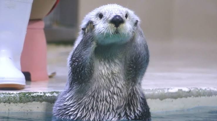 おしゃれ顔ってどんな顔?