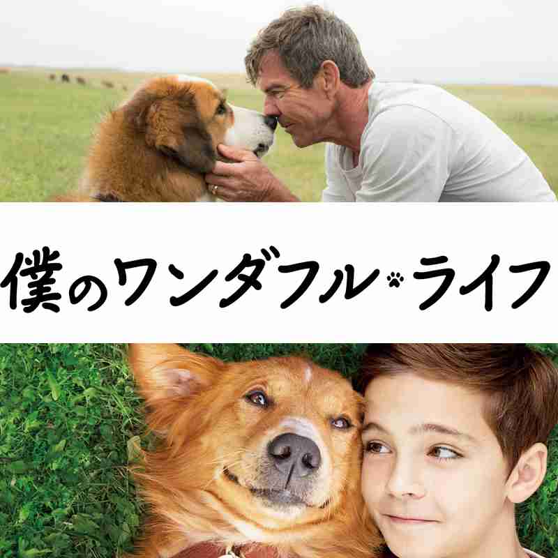犬・猫(その他ペット)を飼いたくなったテレビ・アニメ・マンガ等