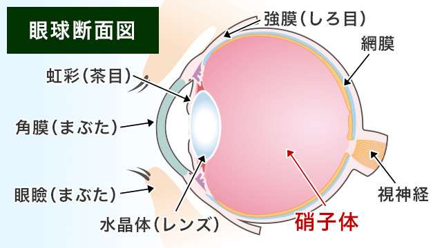 硝子体手術