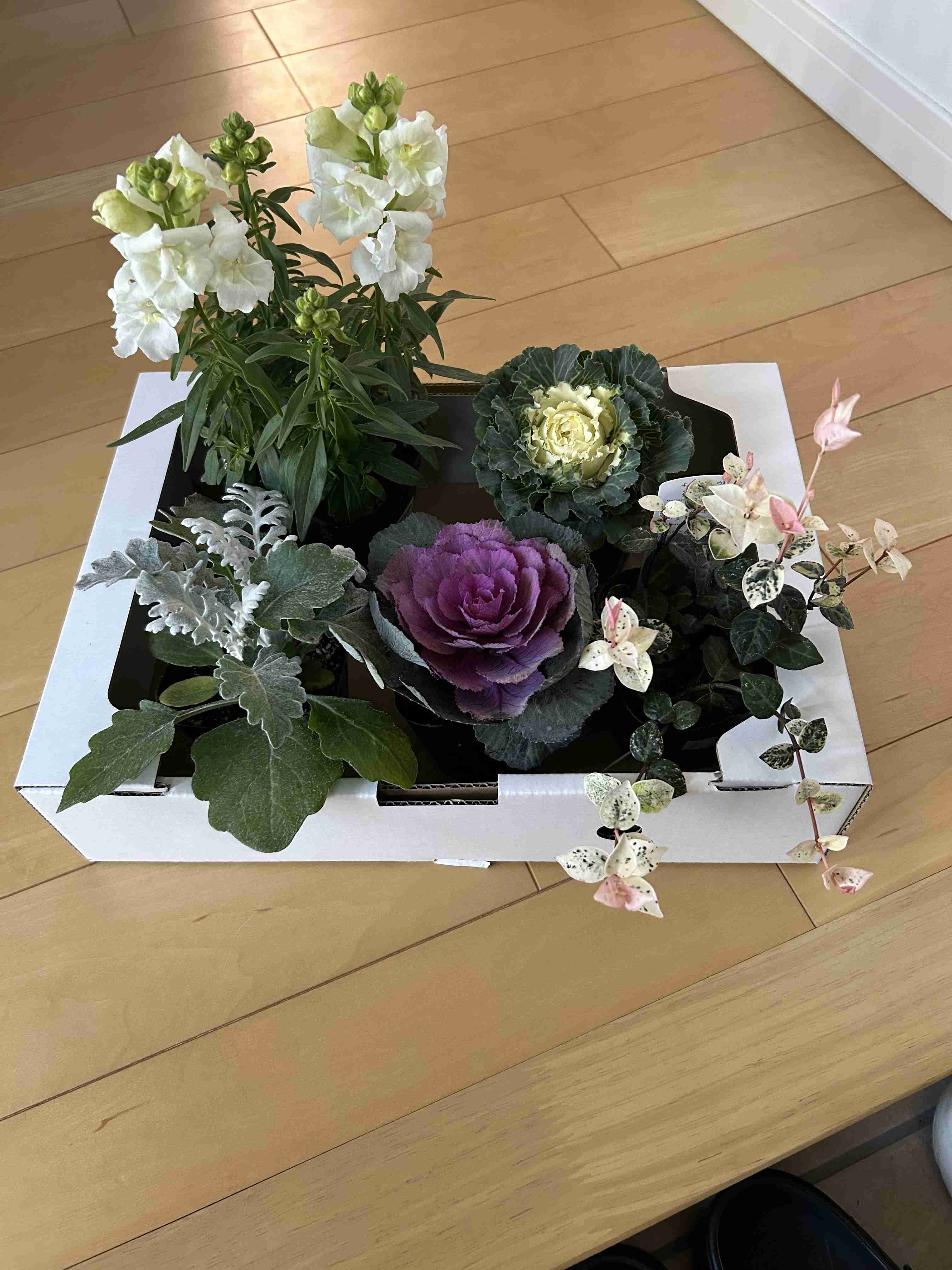 年末年始の我が家の情景を貼るトピpart4