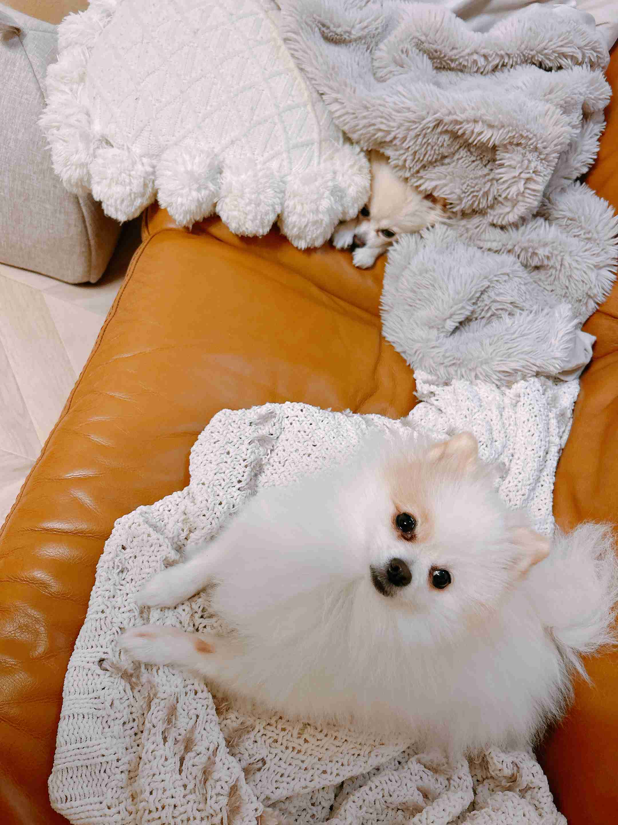 年末年始の我が家の情景を貼るトピpart4