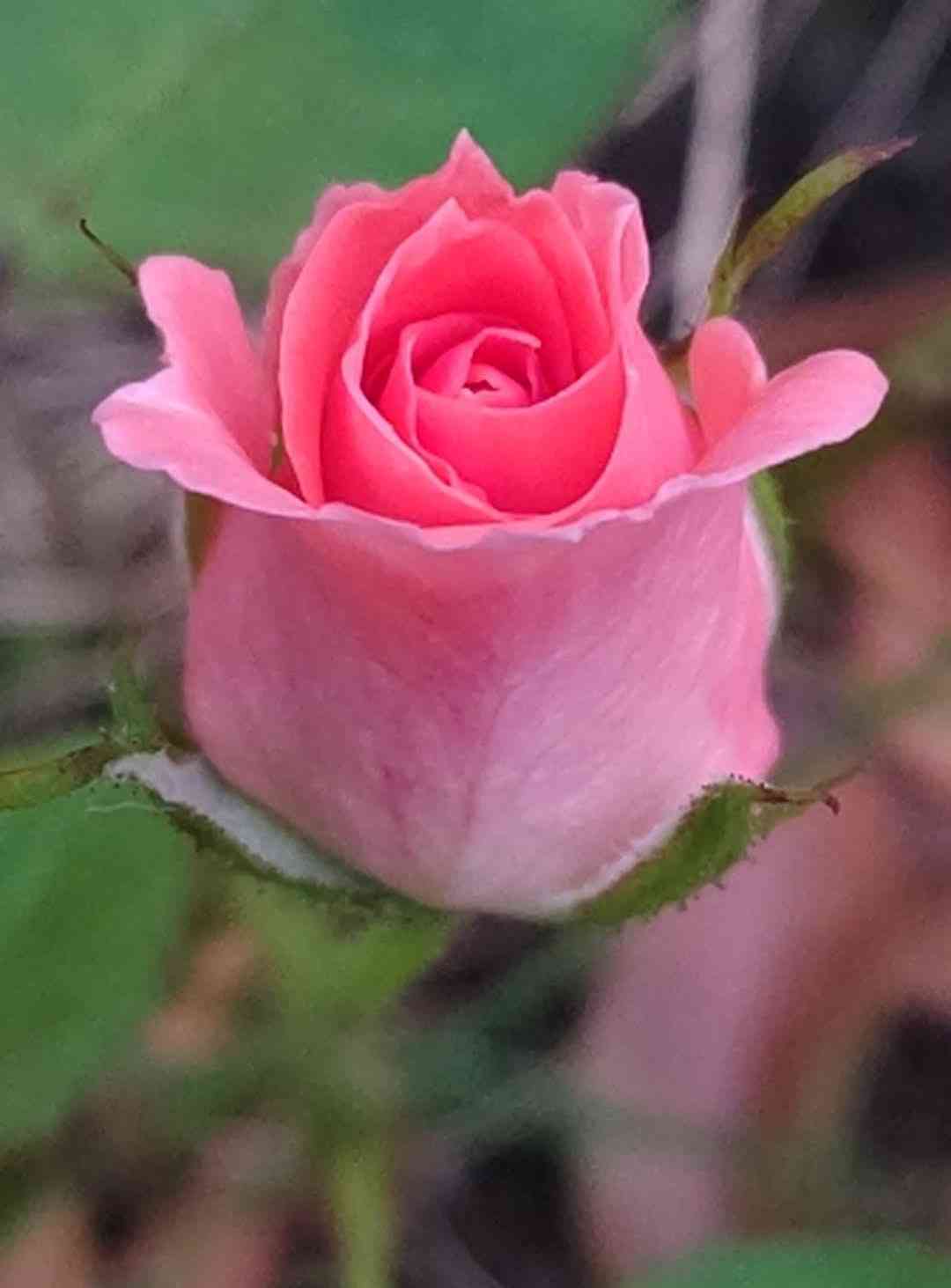 年末年始の我が家の情景を貼るトピpart4