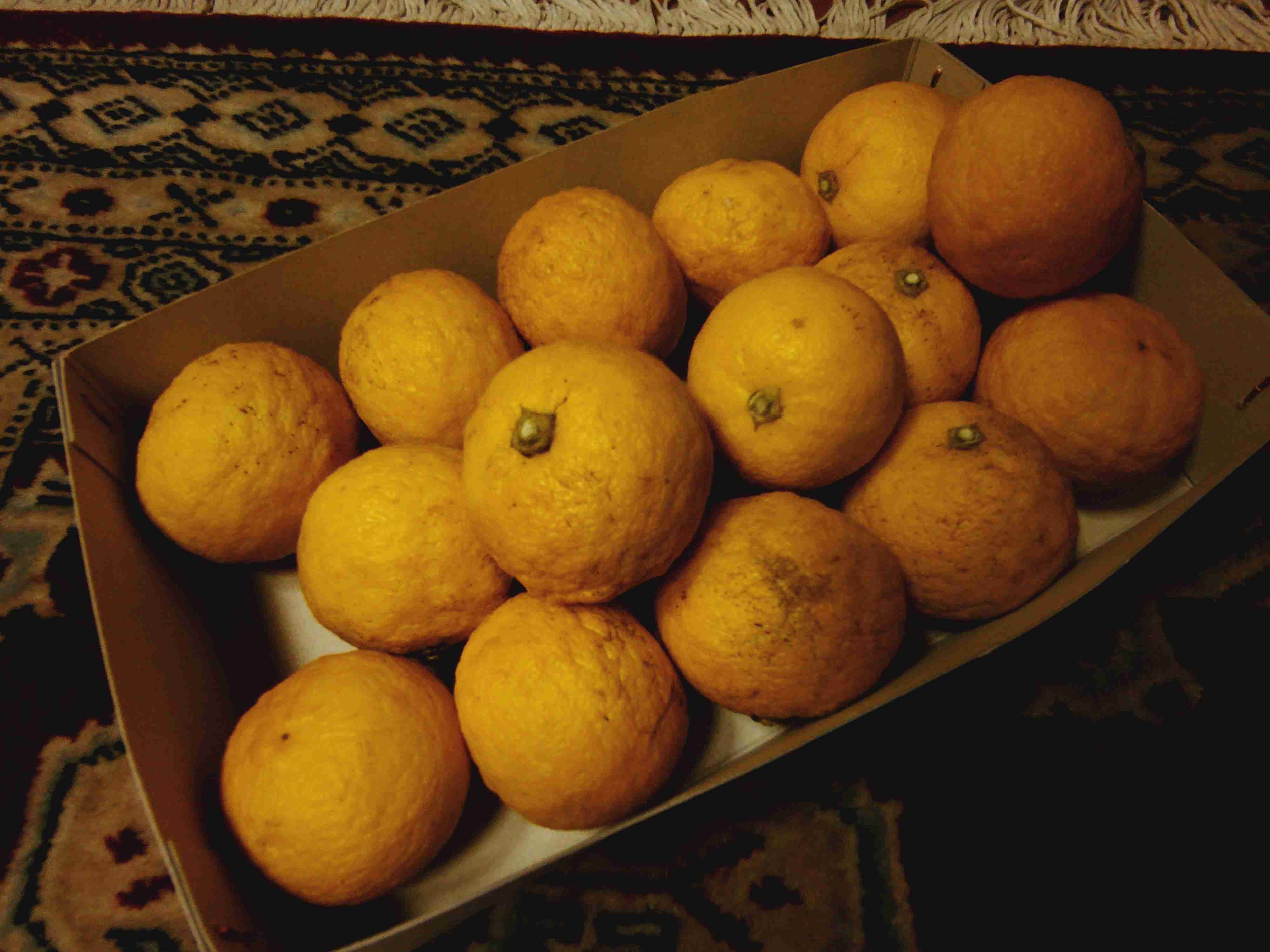 年末年始の我が家の情景を貼るトピpart4