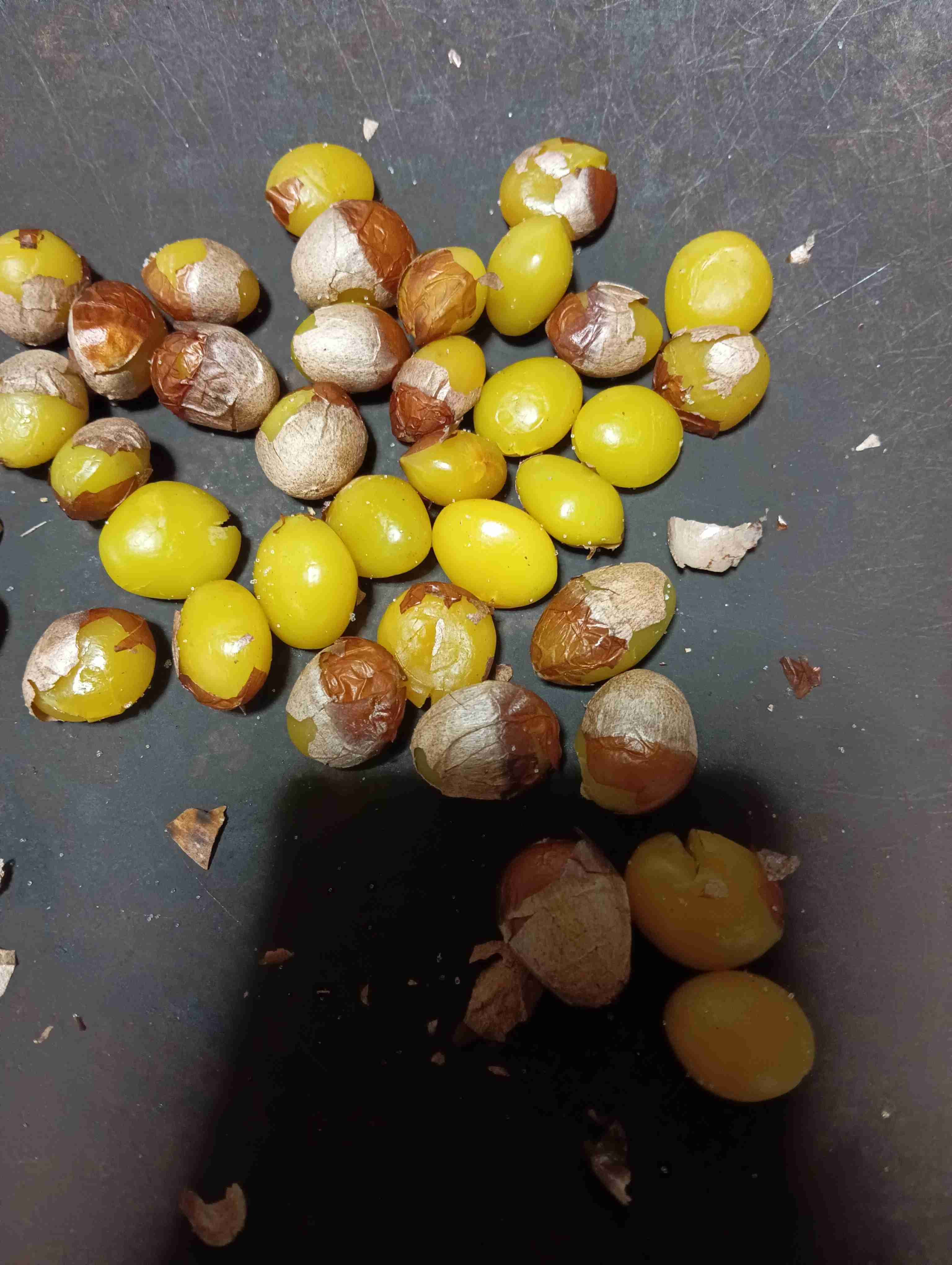 年末年始の我が家の情景を貼るトピpart4