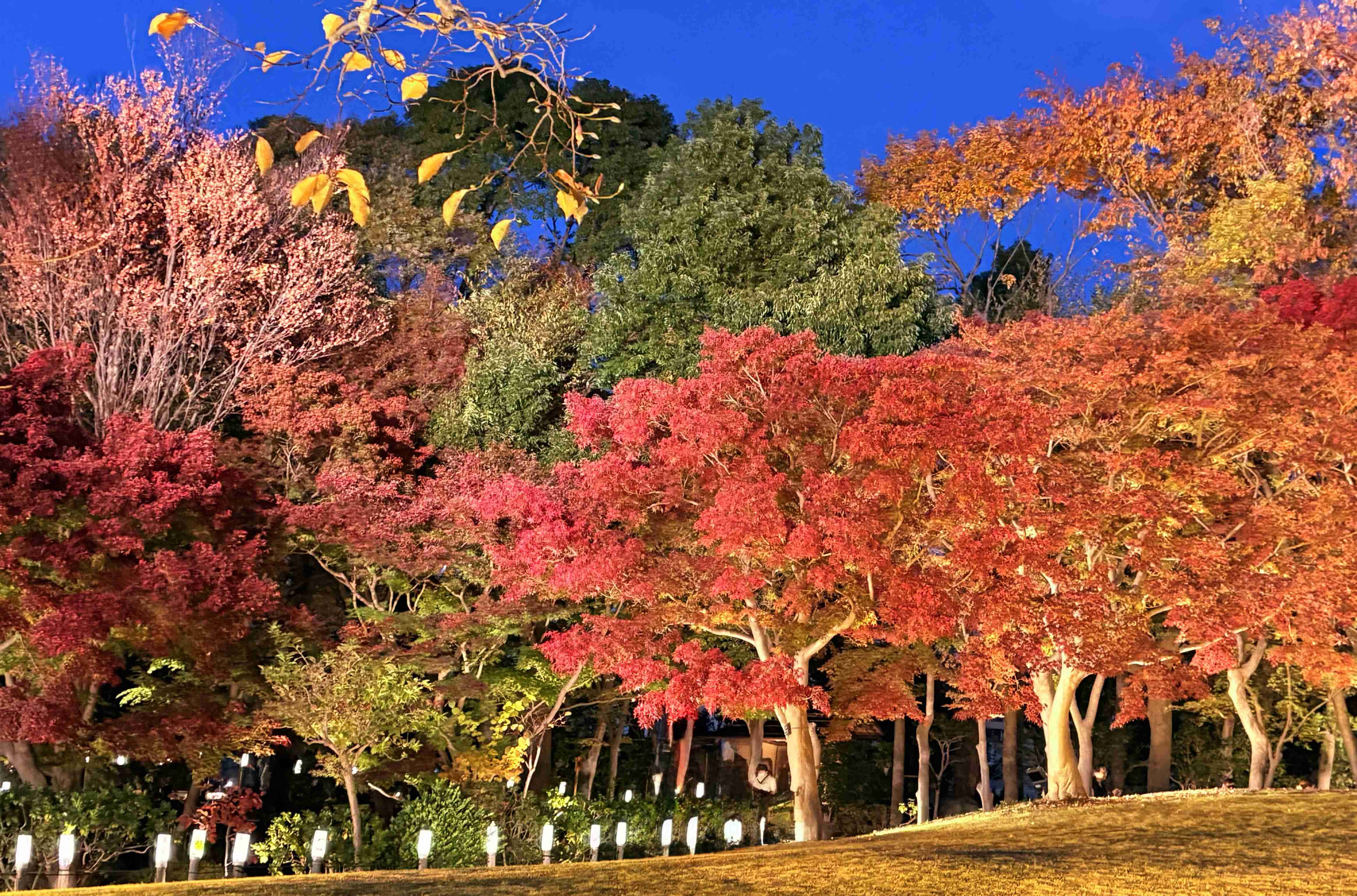 年末年始の我が家の情景を貼るトピpart4