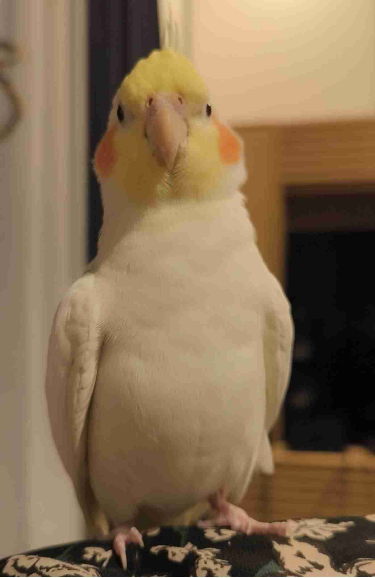 おそらくペットが覚えてる言葉