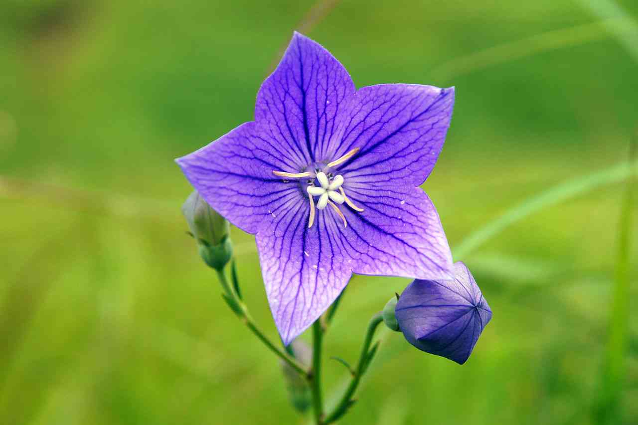 【ガーデニング】ガルちゃん園芸部【花・植物】part.52