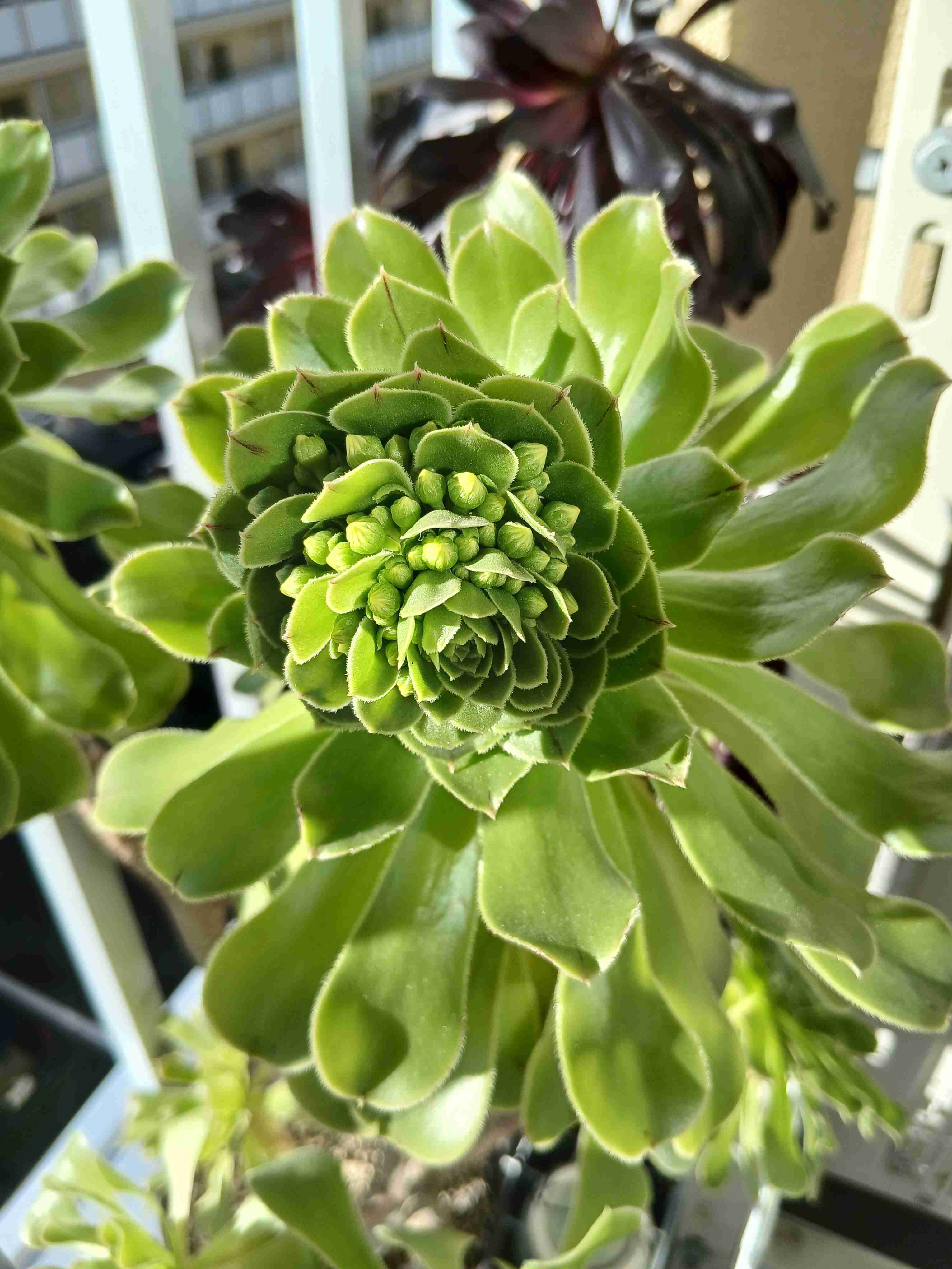 【ガーデニング】ガルちゃん園芸部【花・植物】part.52