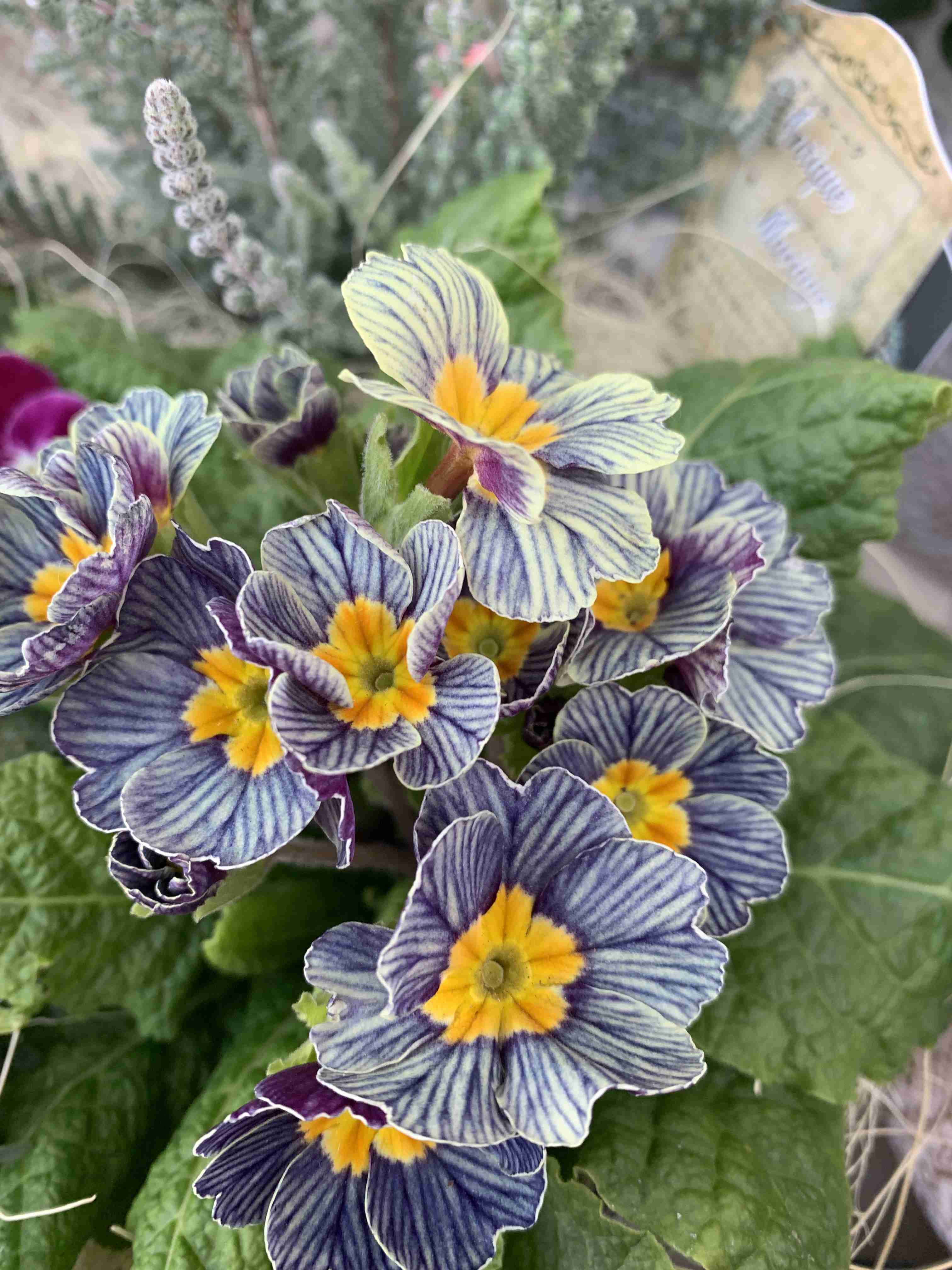 【ガーデニング】ガルちゃん園芸部【花・植物】part.52