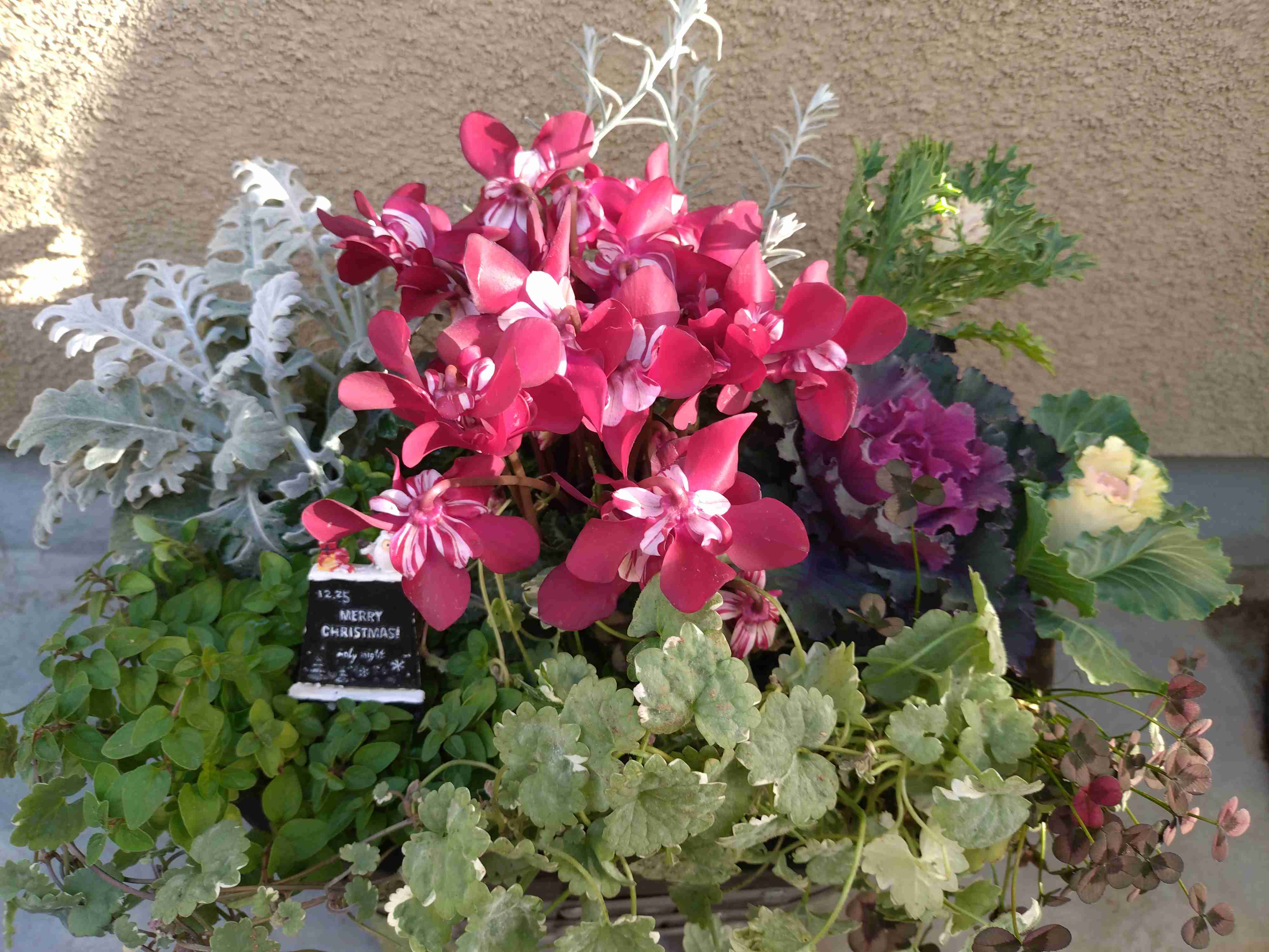 【ガーデニング】ガルちゃん園芸部【花・植物】part.52