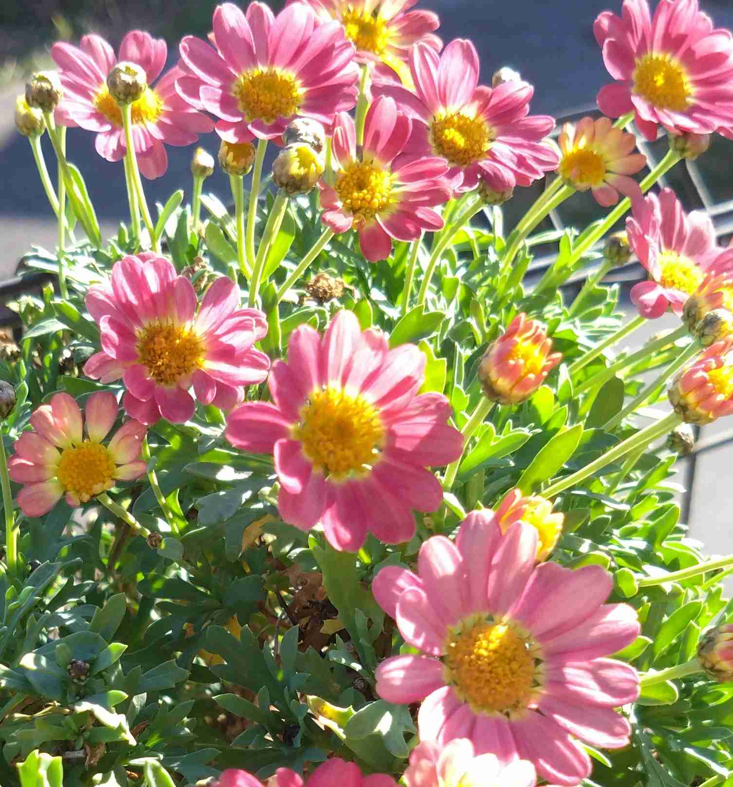 【ガーデニング】ガルちゃん園芸部【花・植物】part.52