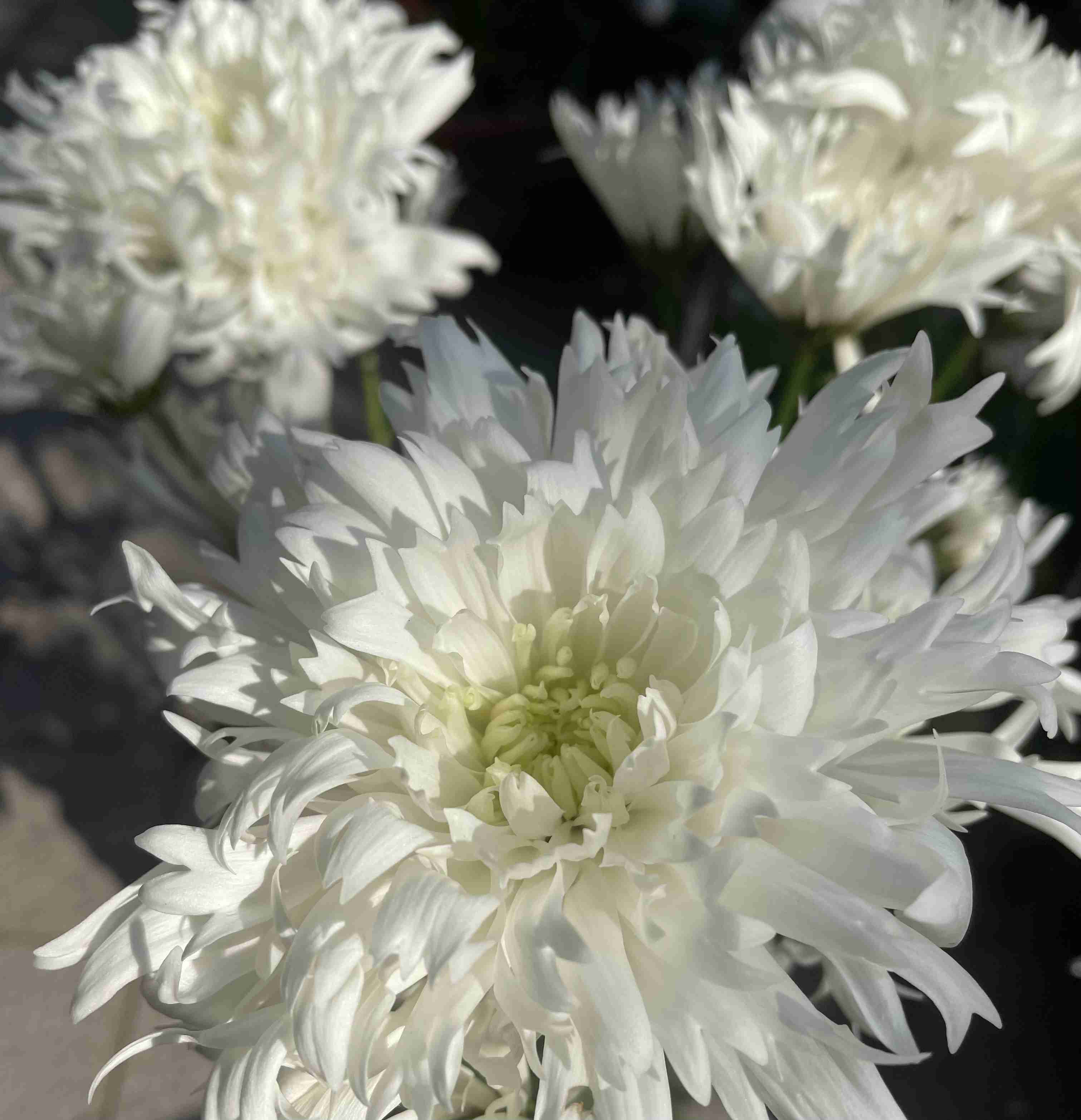 【ガーデニング】ガルちゃん園芸部【花・植物】part.52