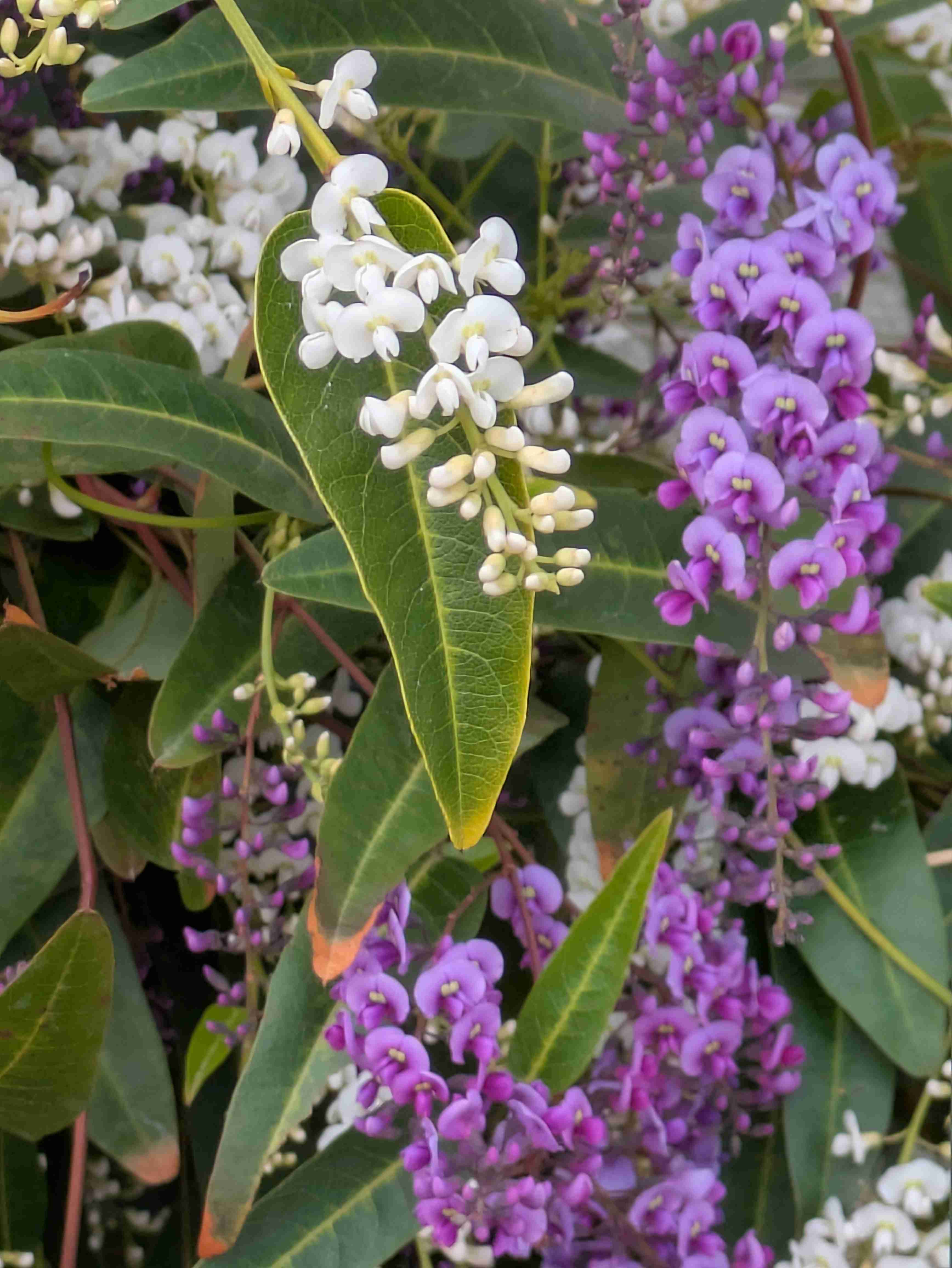 【ガーデニング】ガルちゃん園芸部【花・植物】part.52