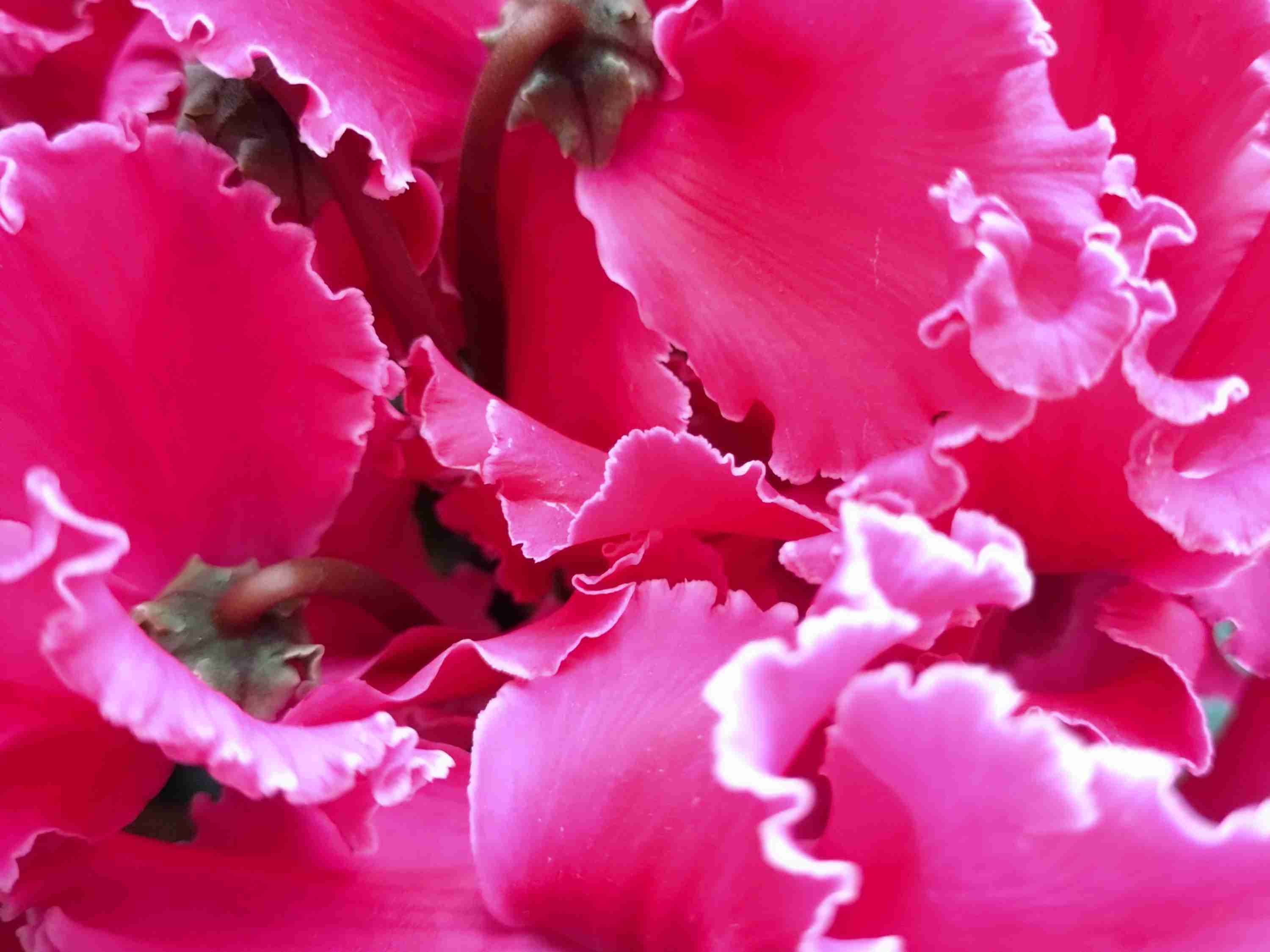 【ガーデニング】ガルちゃん園芸部【花・植物】part.52