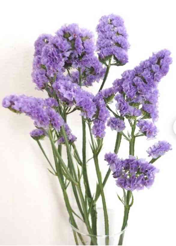 【ガーデニング】ガルちゃん園芸部【花・植物】part.52